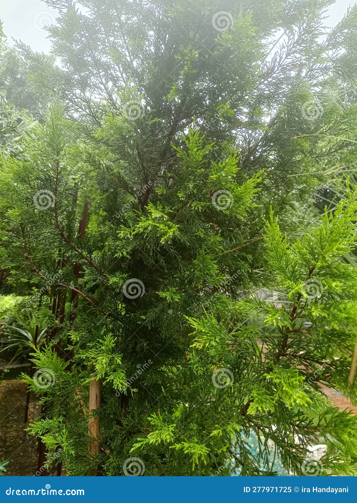 calocedrus decurrens is a monecious tree with female and male flower