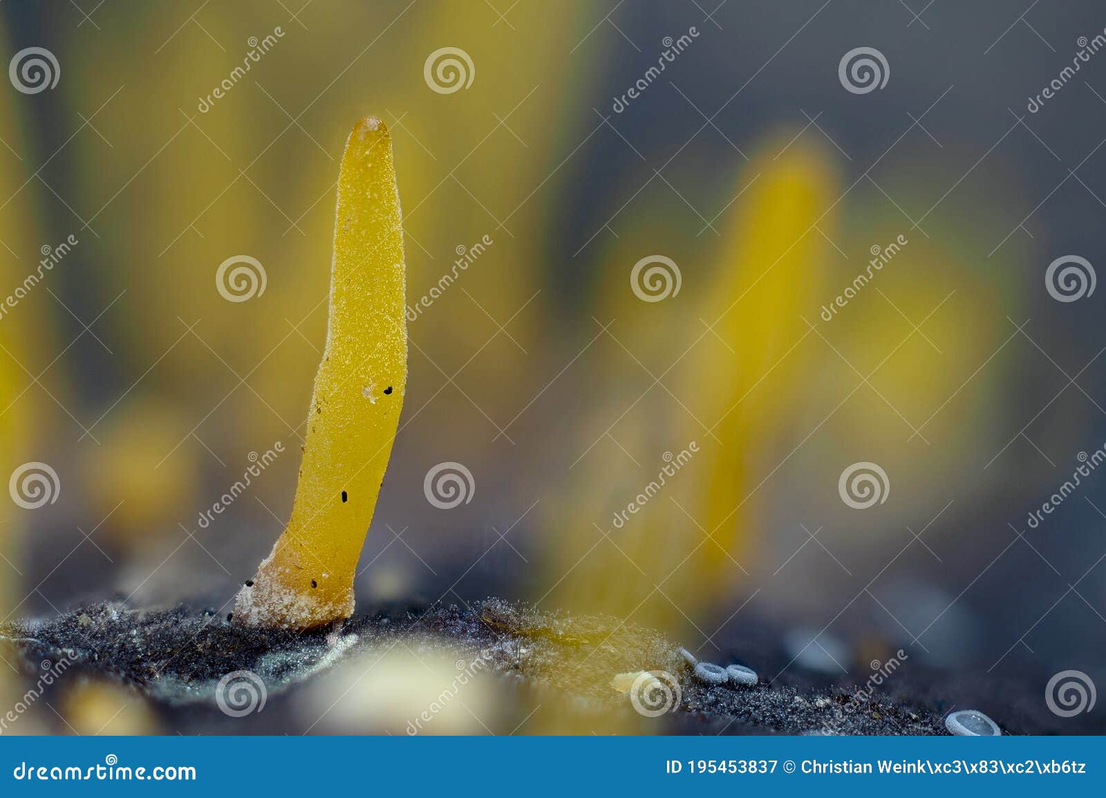 calocera cornea