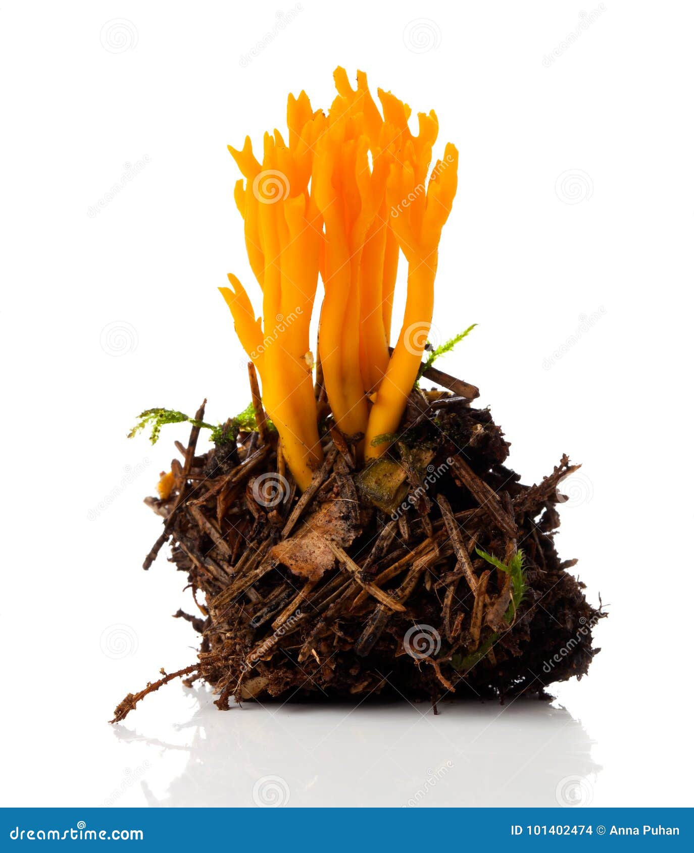 calocera viscosa, commonly known as the yellow stagshorn