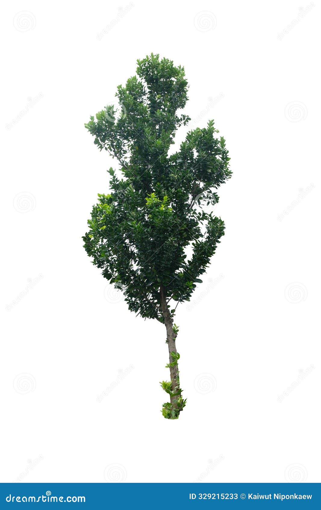 calophyllum inophyllum tree