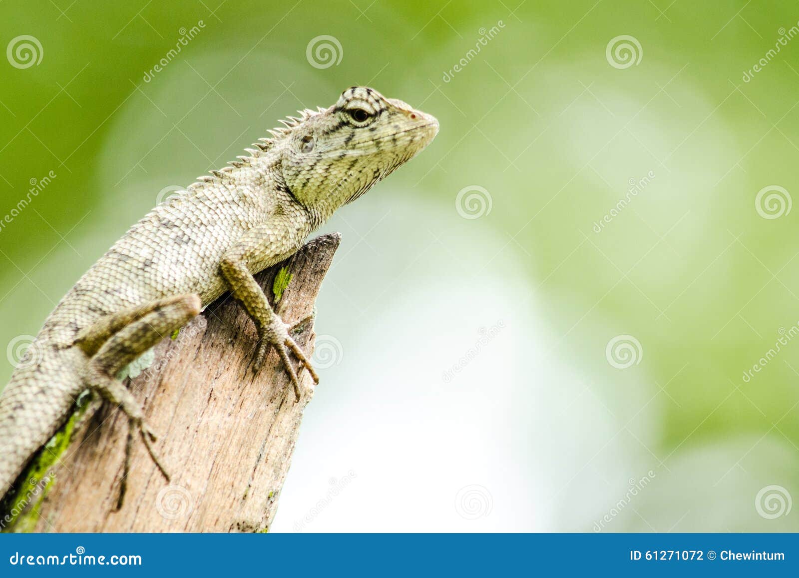 calotes emma alticristatus is spcies name of reptile