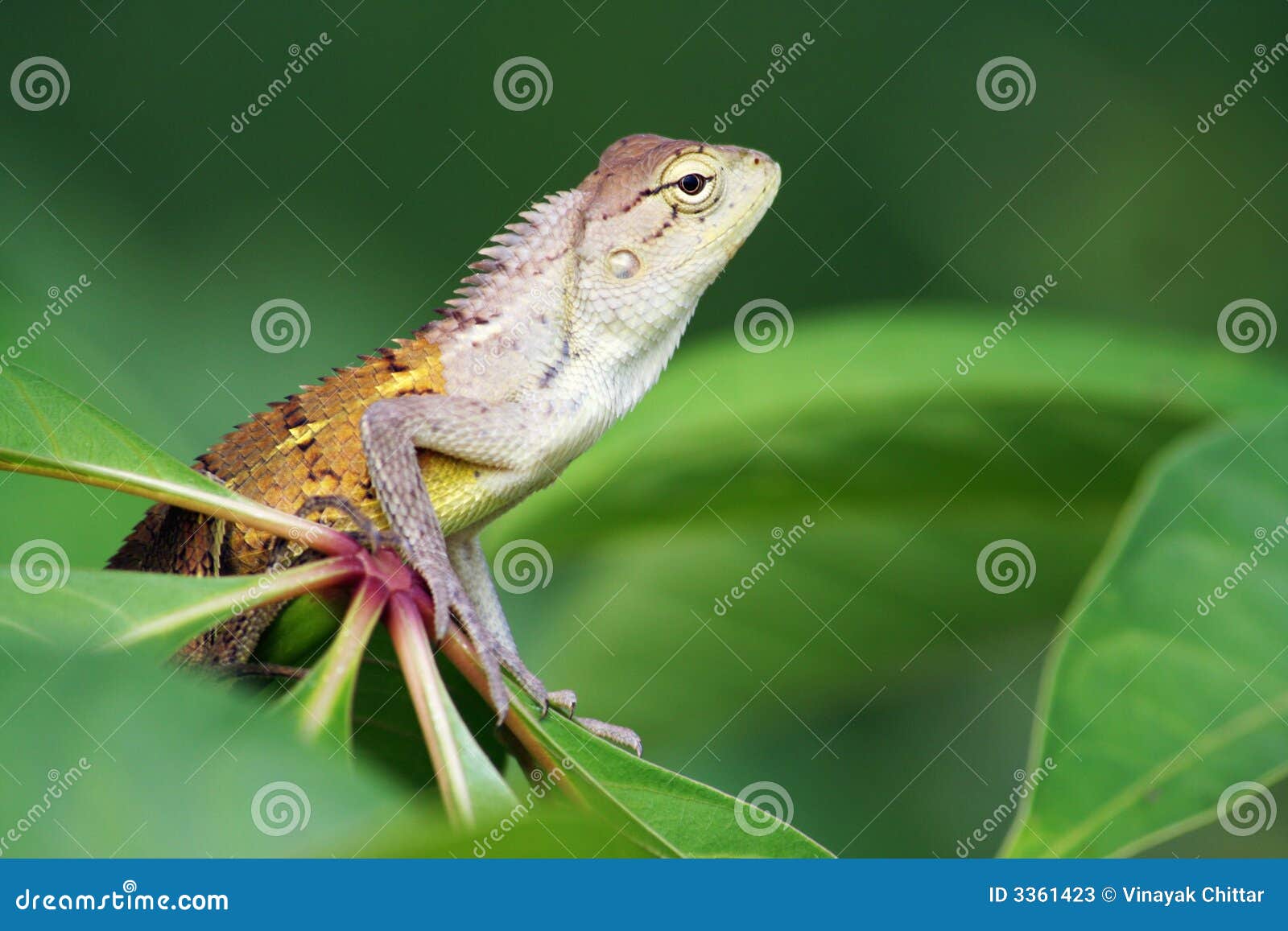 Agama lizard catching butterflies photo WP00060