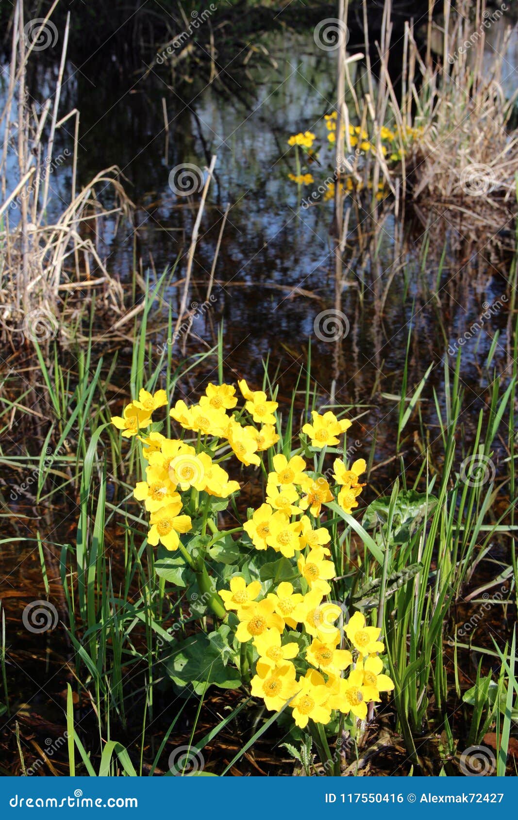 caltha palustris growing in swamp. spring flowers. marsh marigold flowers