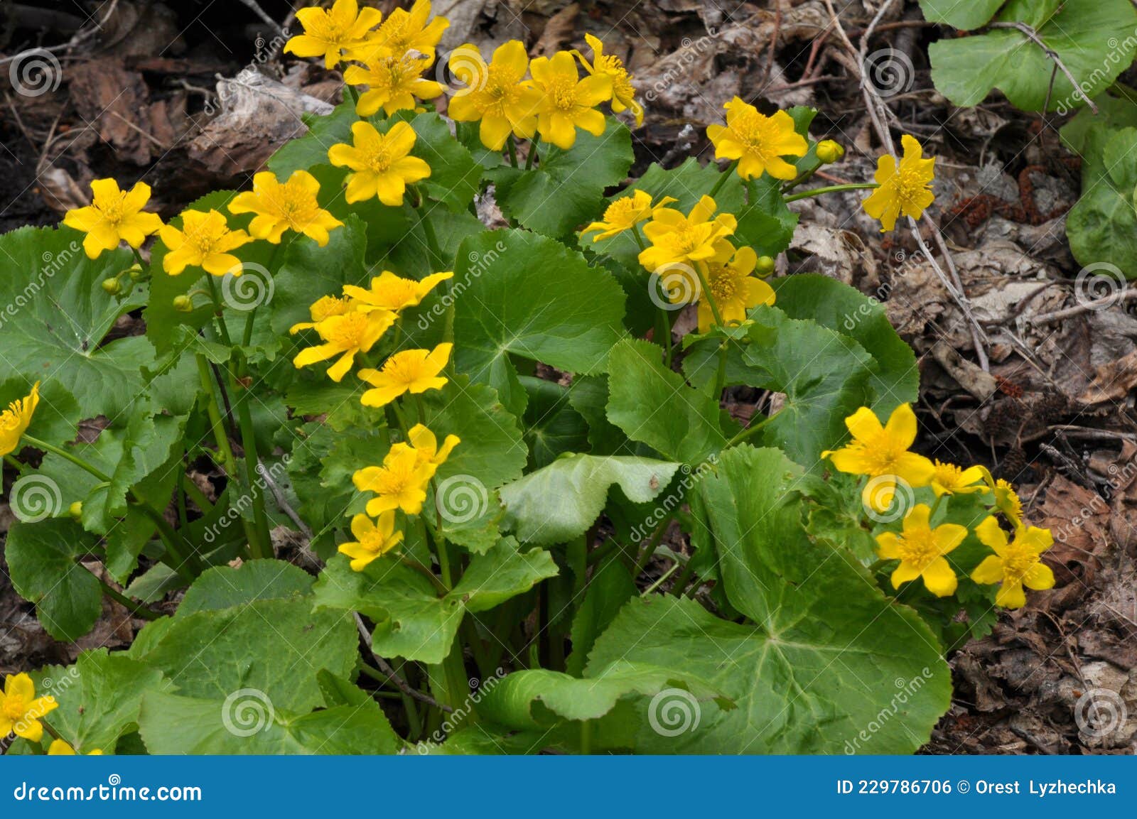 Caltha Palustris Grows in the Moist Alder Forest Stock Photo Image of