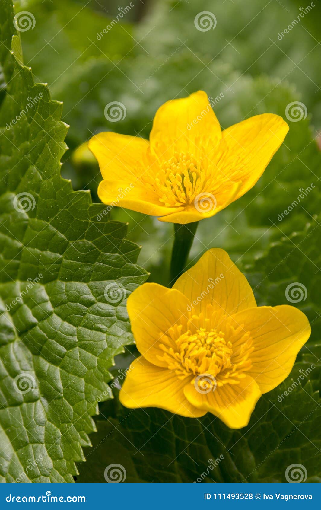 caltha palustris yellow muddy plant with flowers in bloom