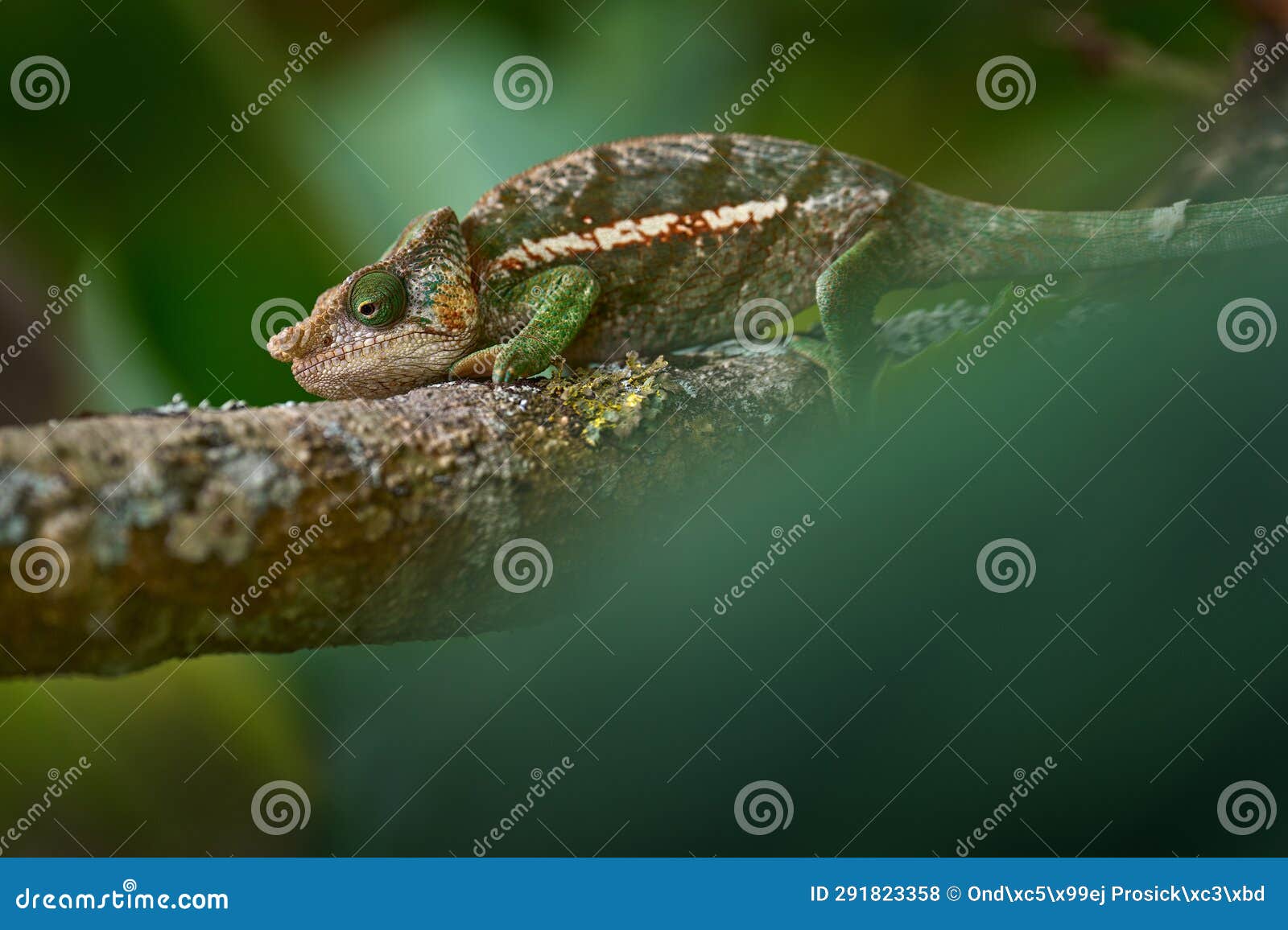 calumma parsonii ssp. cristifer, parson's chameleon, green forest vegetation. chameleon in the