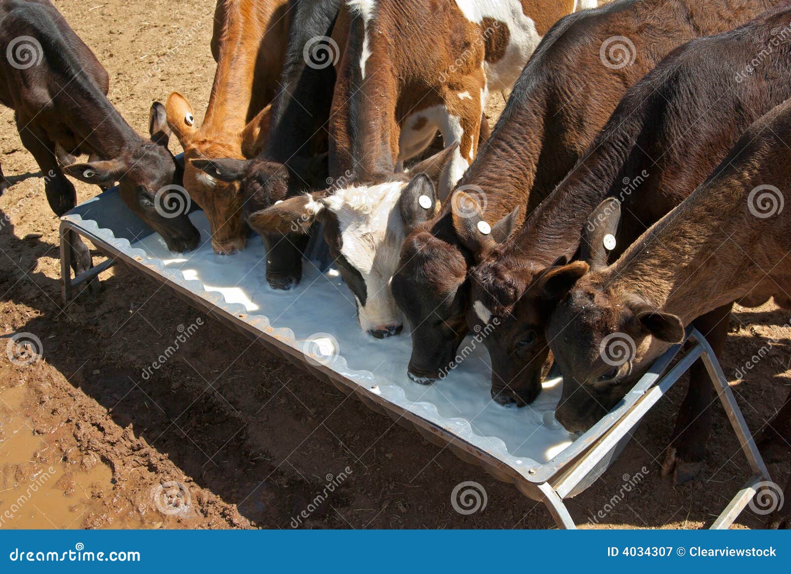 Calves drinking cows milk stock image. Image of photograph 4034307