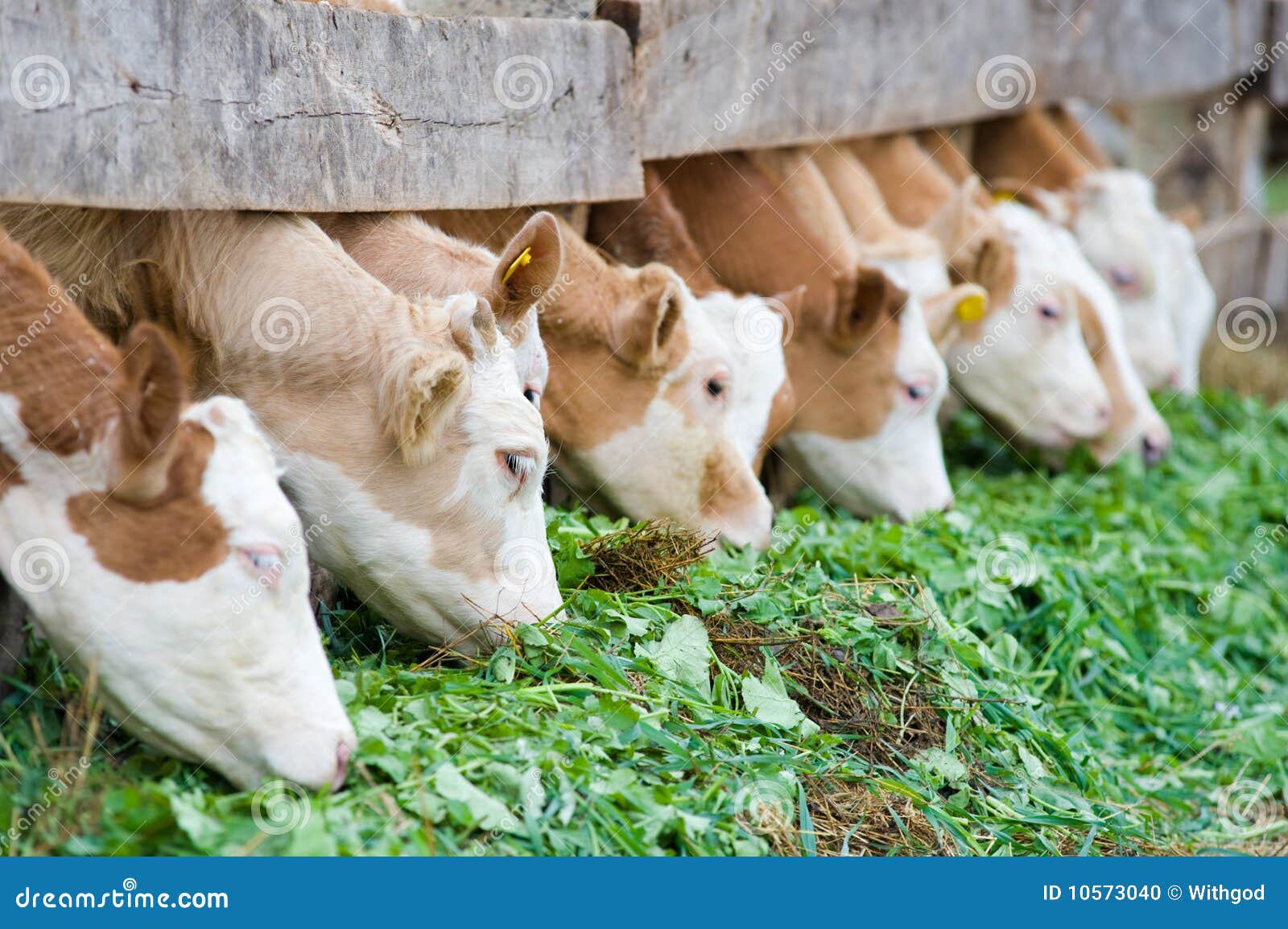 calves eating green rich fodder