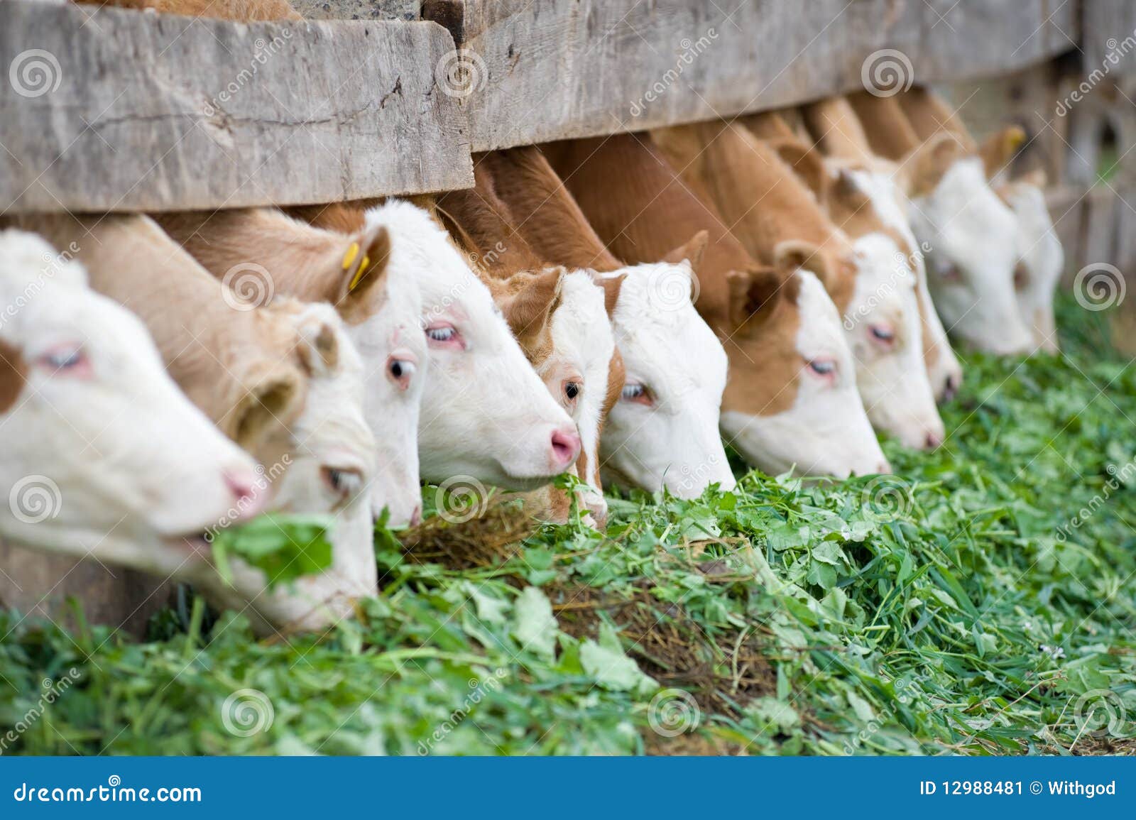 calves eating green rich fodder