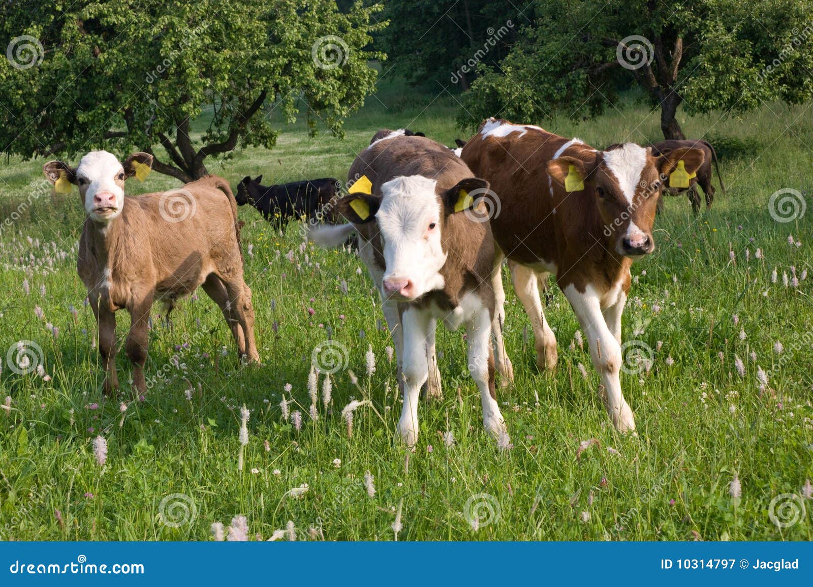 Calves in pasture stock image. Image of cows, animal 10314797