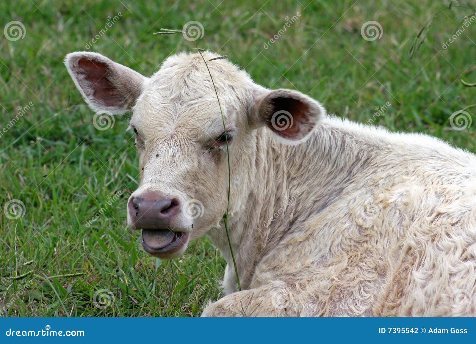Calves Tongue stock photo. Image of mammal, alert, muzzle 7395542