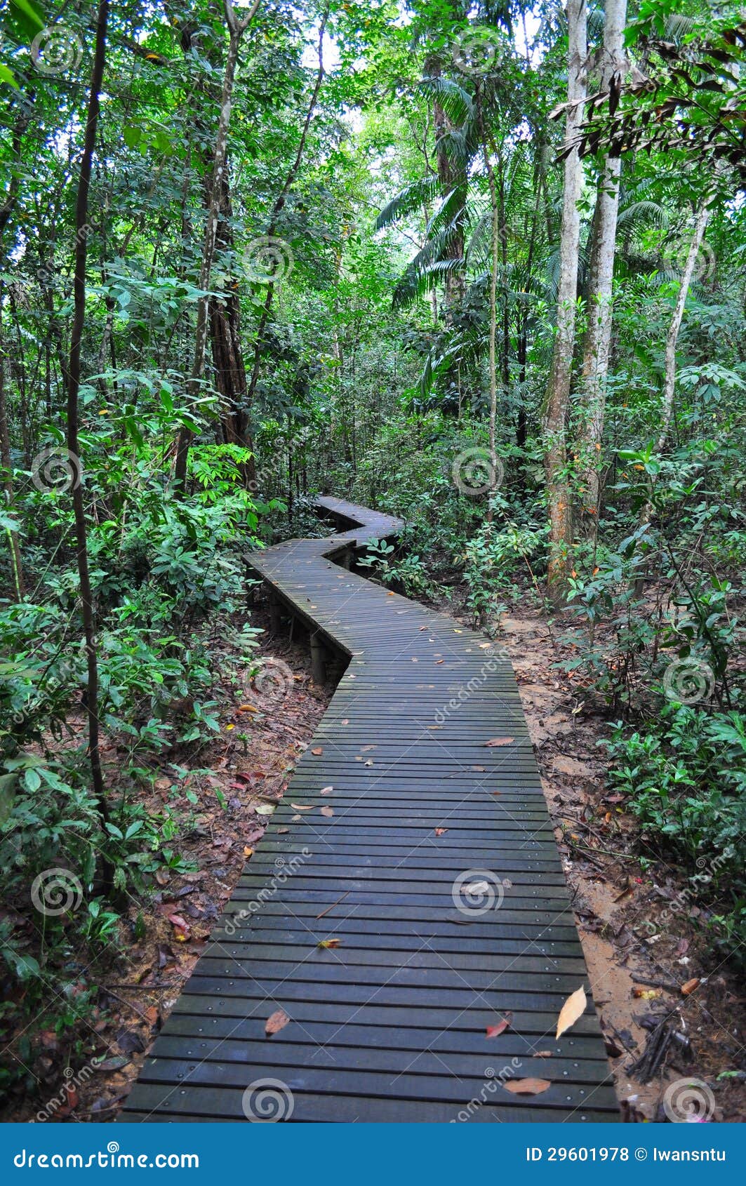 Calzada del zigzag en un área boscosa en un Peirce más inferior. Calzada del zigzag en un área boscosa cerca de un depósito más inferior de Peirce, Singapur