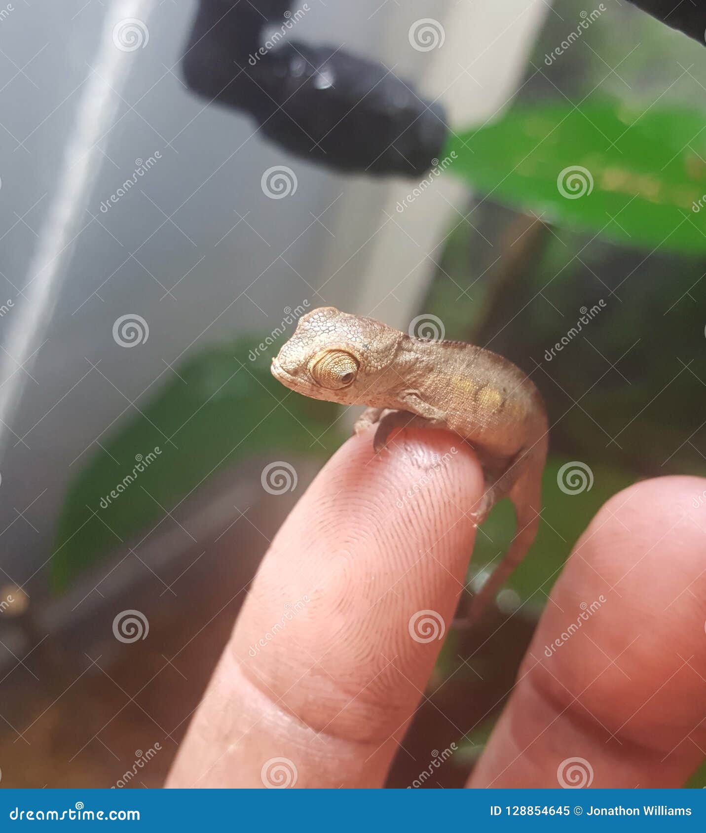 Cameleon 1 De Panthere De Bebe Image Stock Image Du Lezard Cheri Cameleon 1 De Panthere De Bebe Image Stock Image Du Lezard Cheri