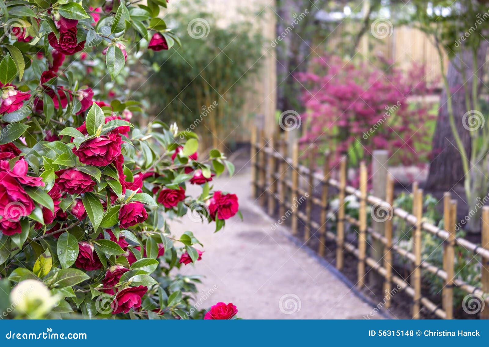 Camélias dans le jardin photo stock. Image du horizontal - 56315148