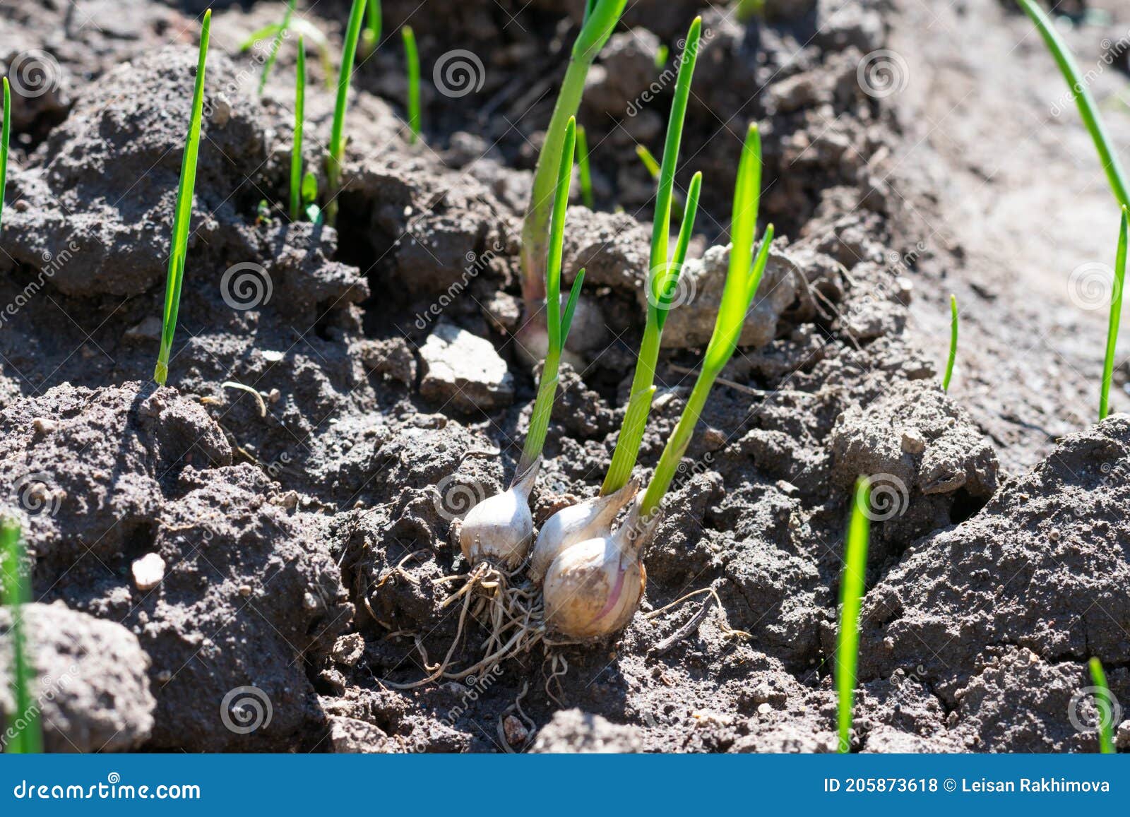 Cama De Jardim Com Cravo De Alho Enraizado Com Folhas Novas E Verdes Finas  Em Terra Iluminada Pelo Sol Foto de Stock - Imagem de comer, folha:  205873618