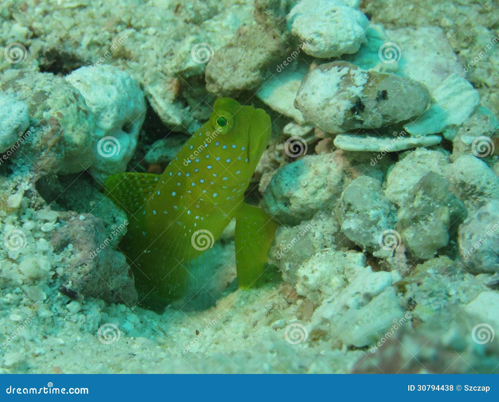 4,087 Fotos de Stock de Goby - Fotos de Stock Gratuitas e Sem Fidelização a  partir da Dreamstime, image size:1600x1290