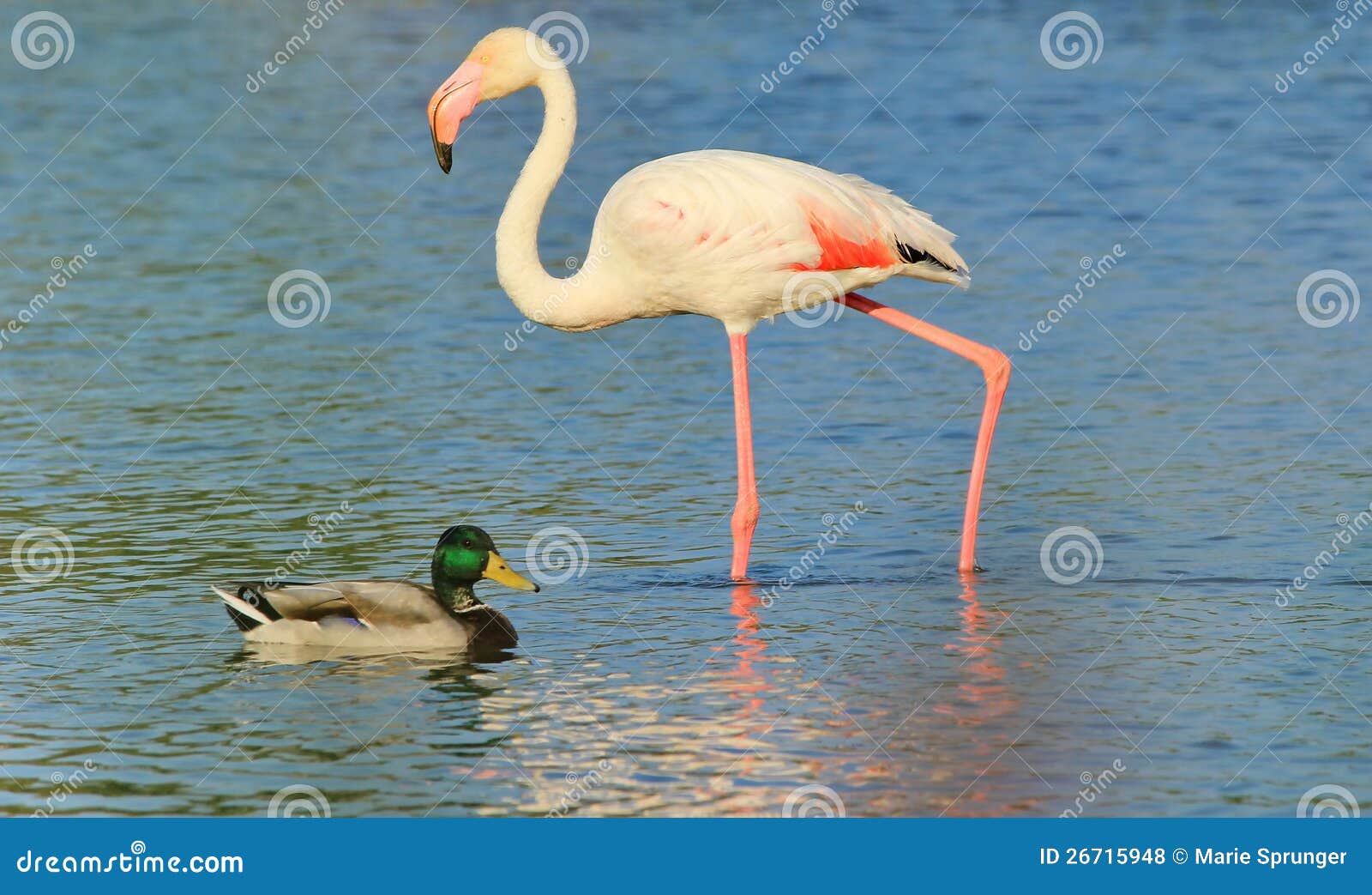 https://thumbs.dreamstime.com/z/camargue-flamingo-und-ente-26715948.jpg
