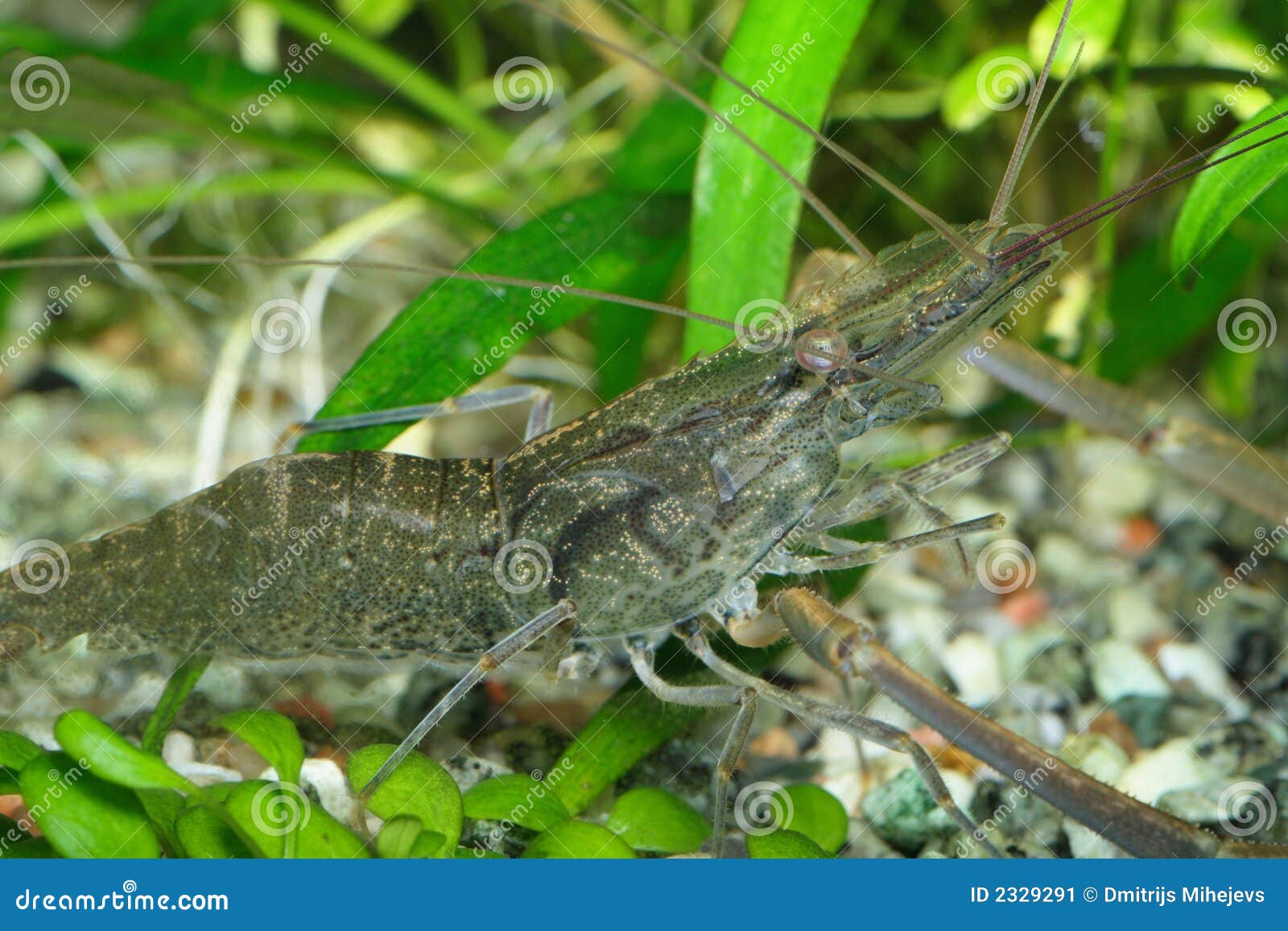 Camarón de agua dulce imagen de archivo. Imagen de extranjero 2329291