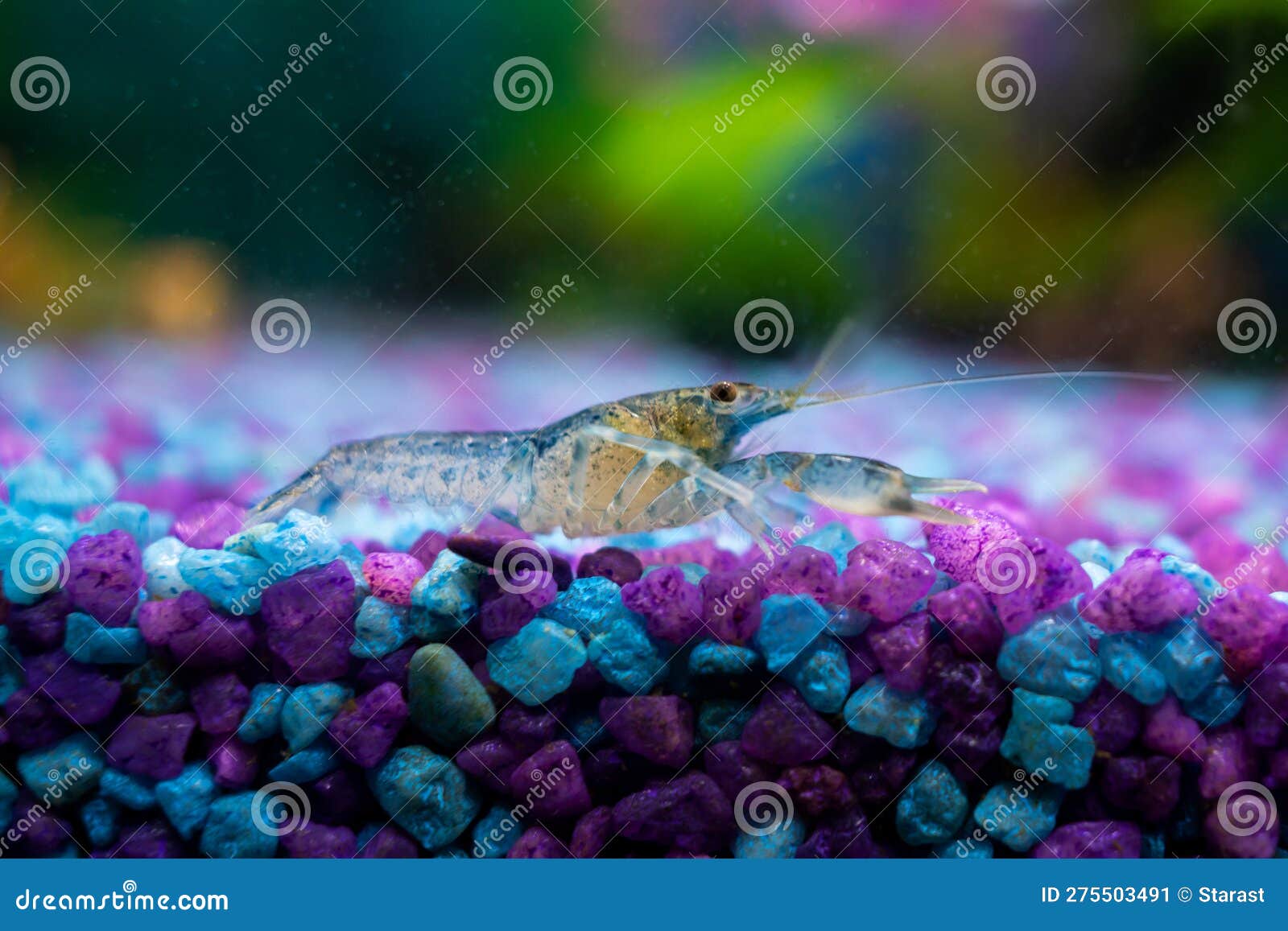 Cambarellus Diminutus, Freshwater Dwarf Blue Crayfish in a Home