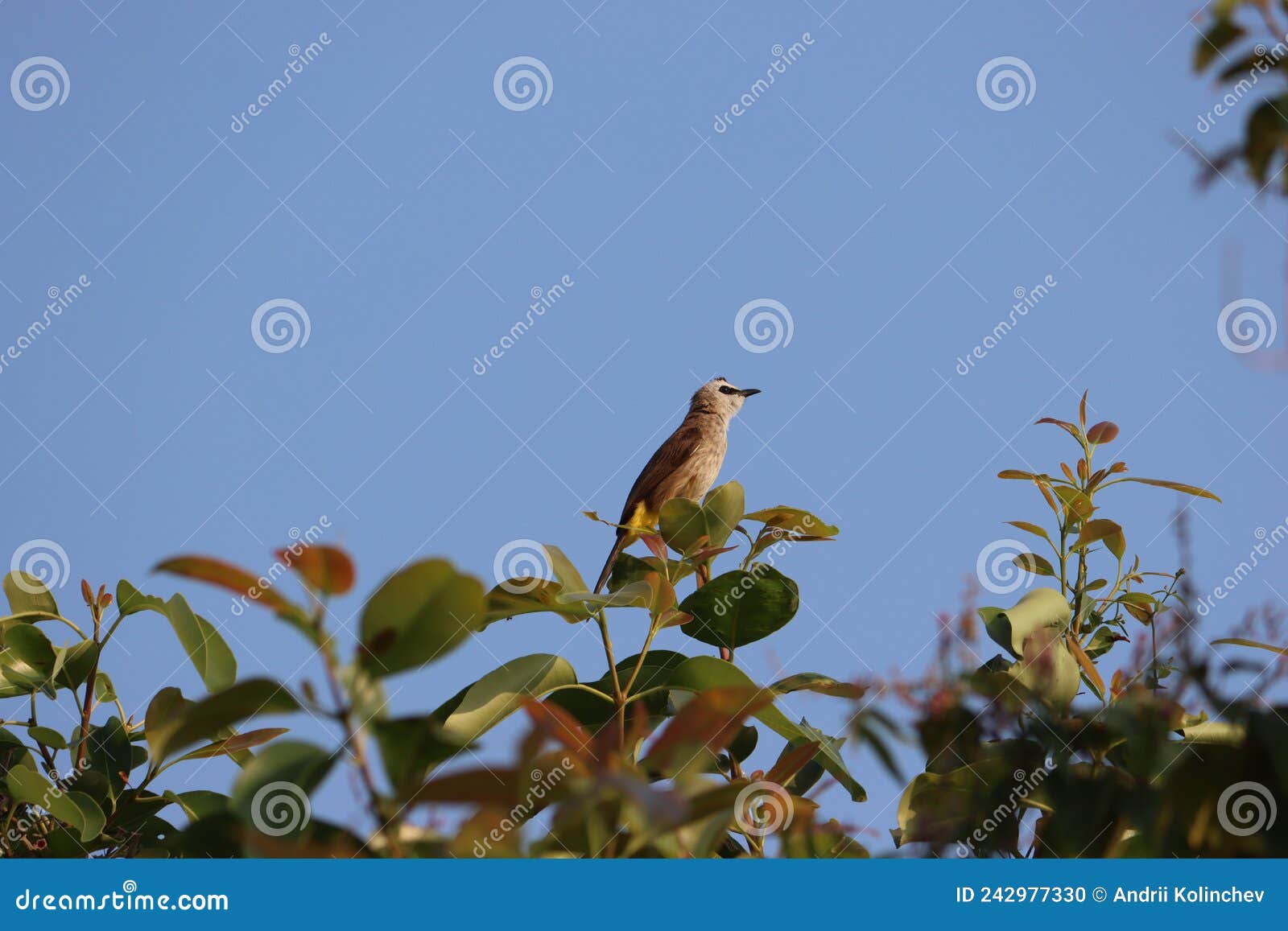 cambodia. the common name is also used as an alternate name for the yellow-throated bulbul. pailin province.
