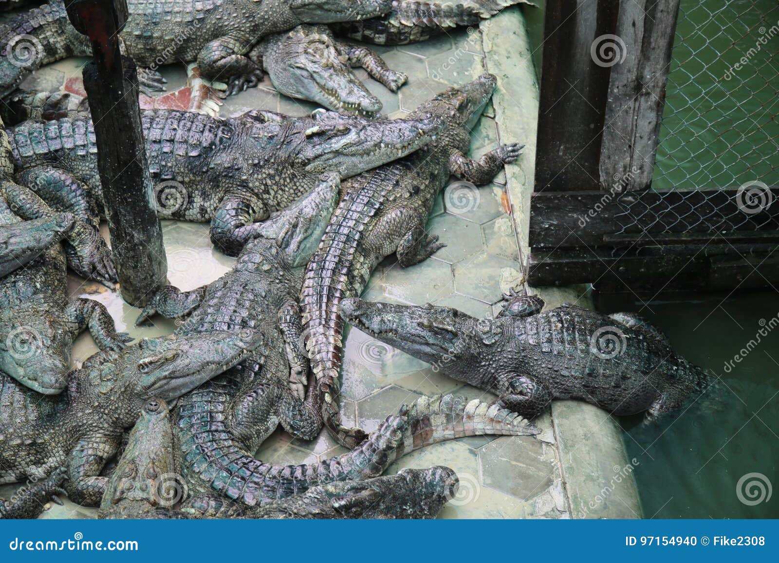 Cambodia's crocodile farmers and conservationists forge unlikely alliance