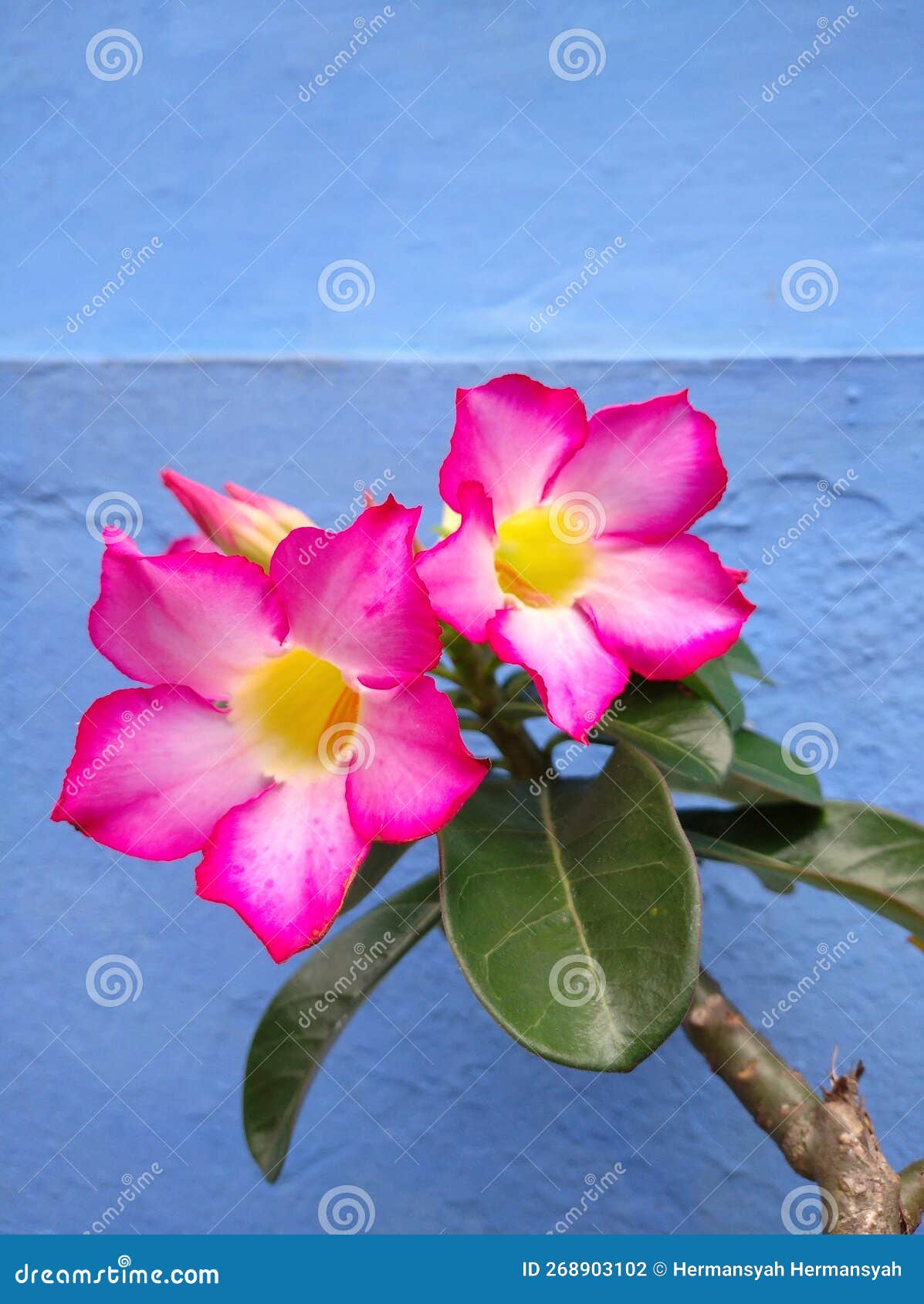 Cambodian Flowers Blooming on the Roadside Stock Photo - Image of