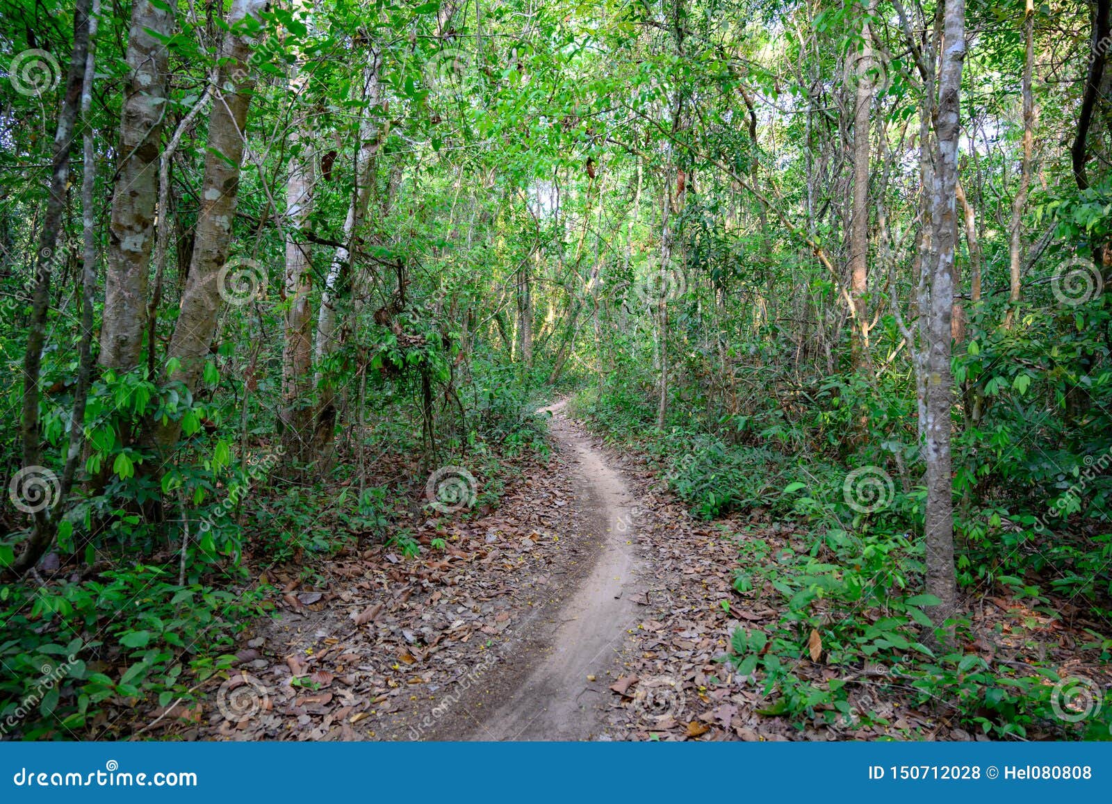 Cambodian Jungle, Path through Jungle in Cambodia, through Jungle Forest Angkor Wat Stock Photo Image of tree, cambodian: 150712028