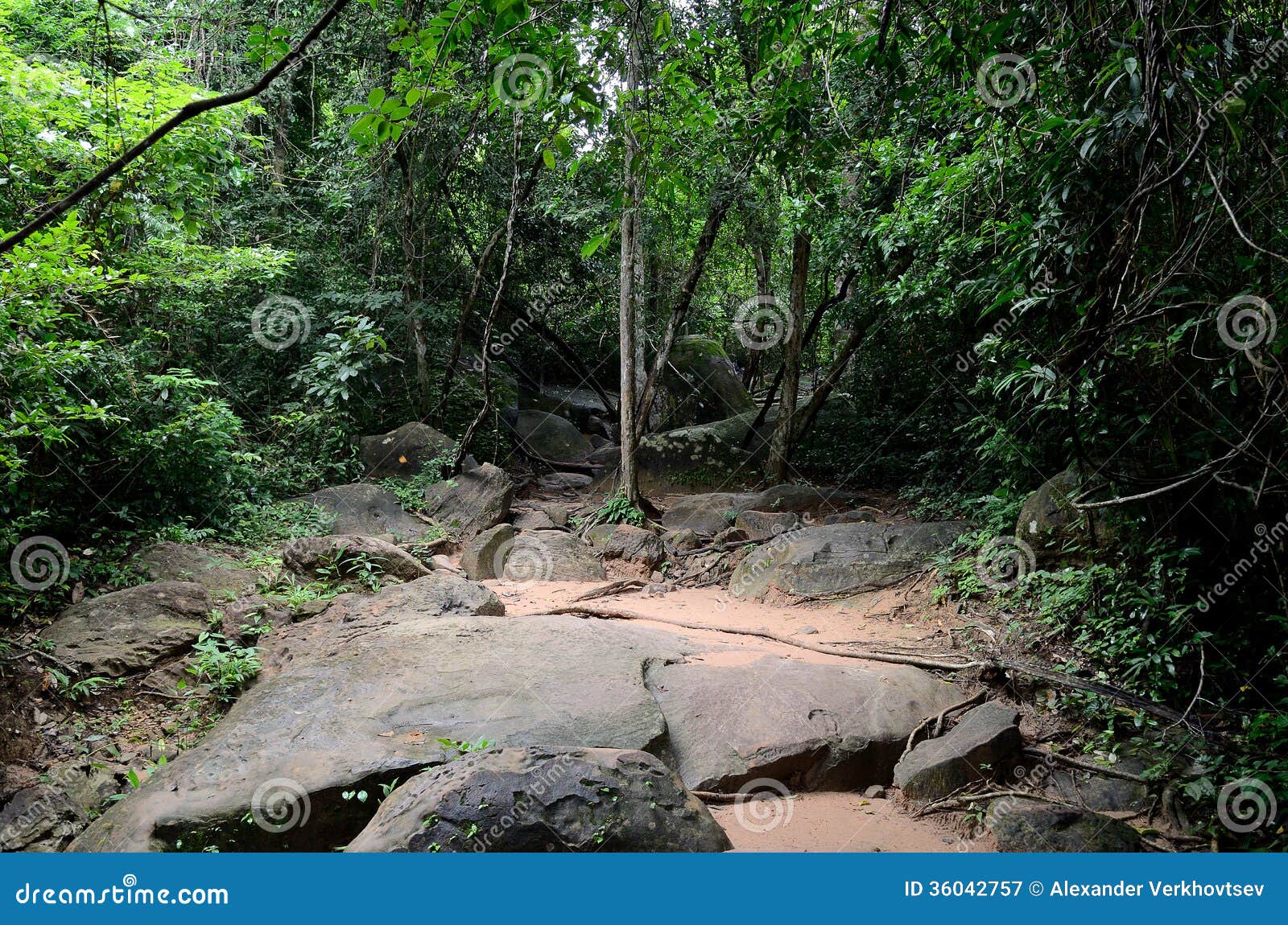 Cambodian jungle stock image. Image of asia, trunks, freshness 36042757