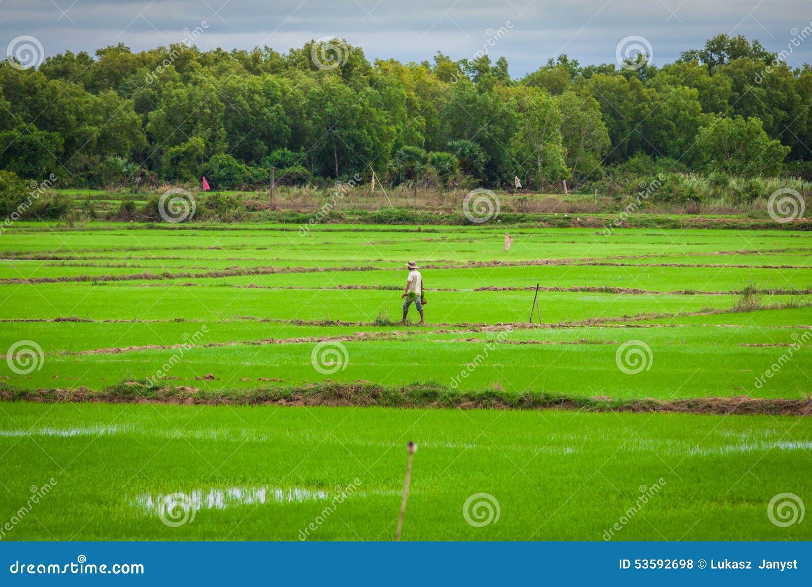 Cambodian Rice Fields Stock Photo Image Of Farmers Nature 53592698