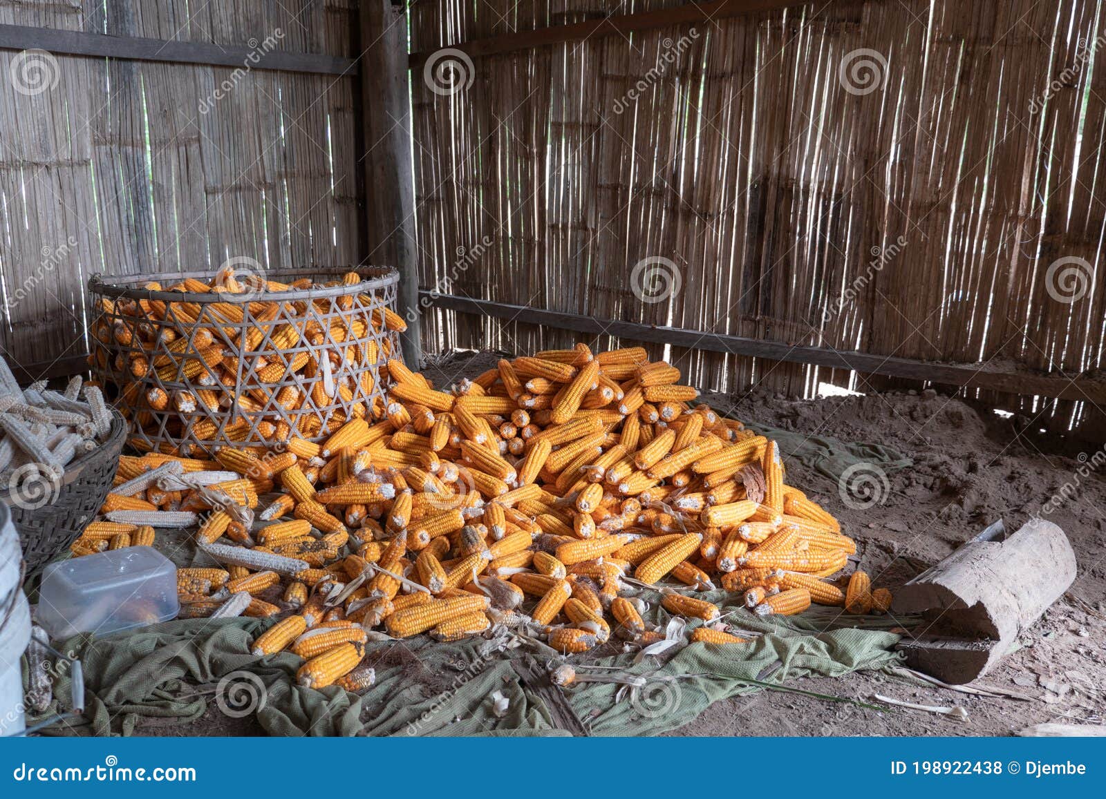 cambodia, crop of corn cobs