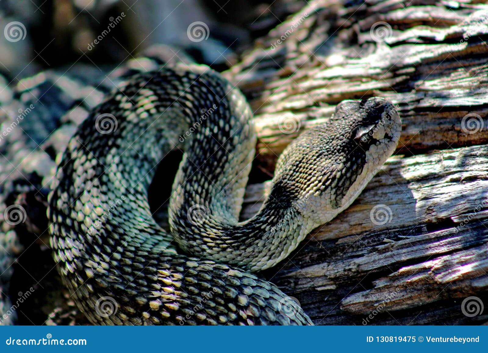 adult northern pacific rattlesnake, siskiyou county, northern california, usa