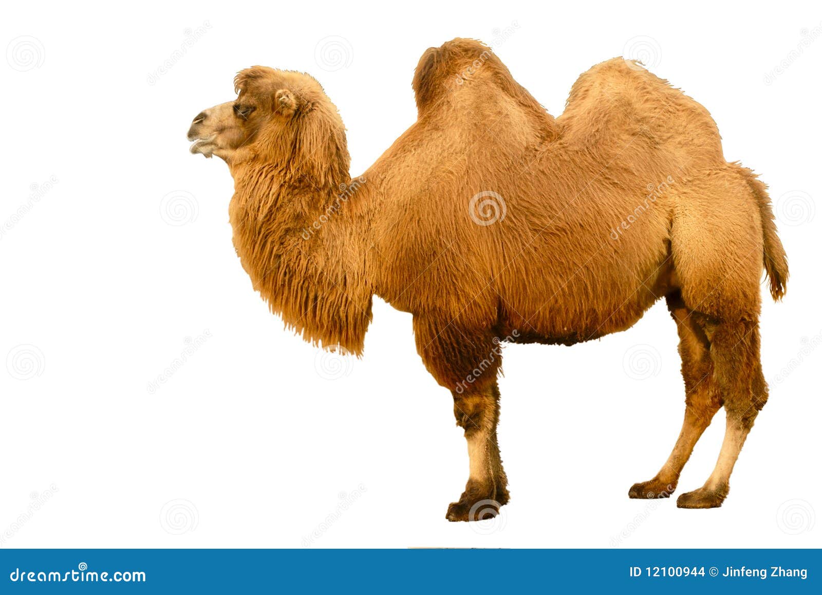 camel