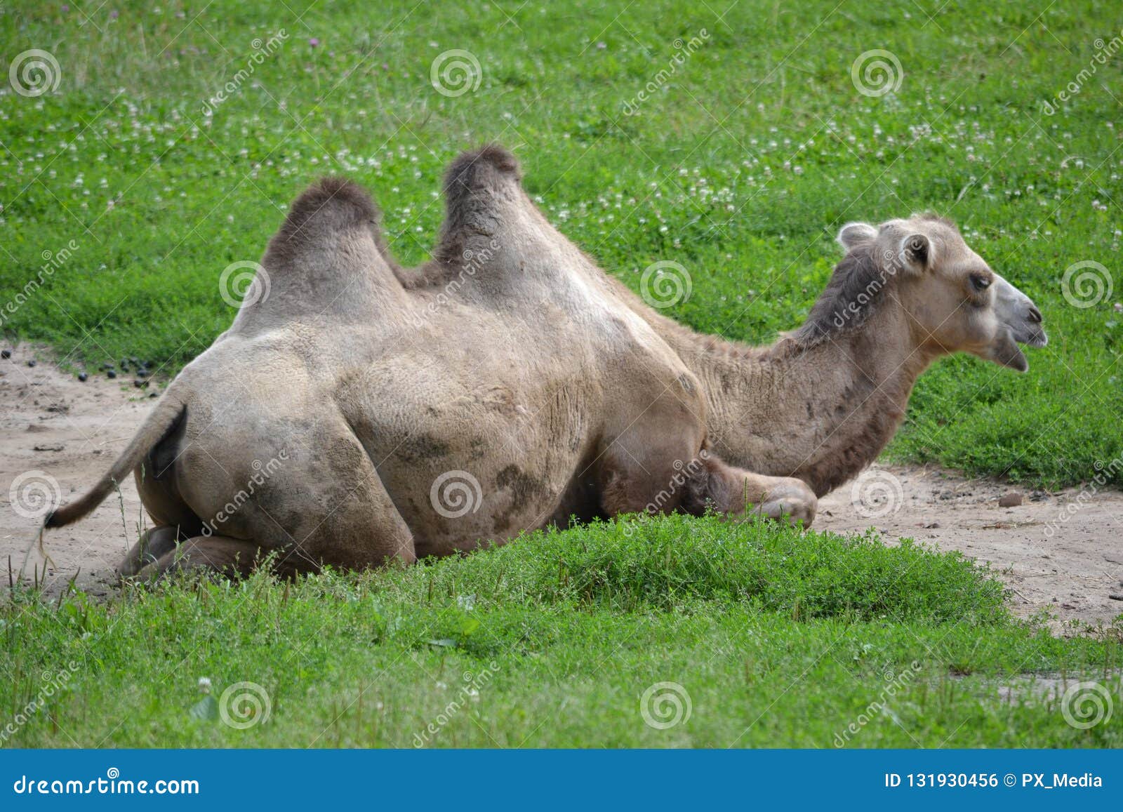 Camel laying on a grass stock photo. Image of wildlife - 131930456