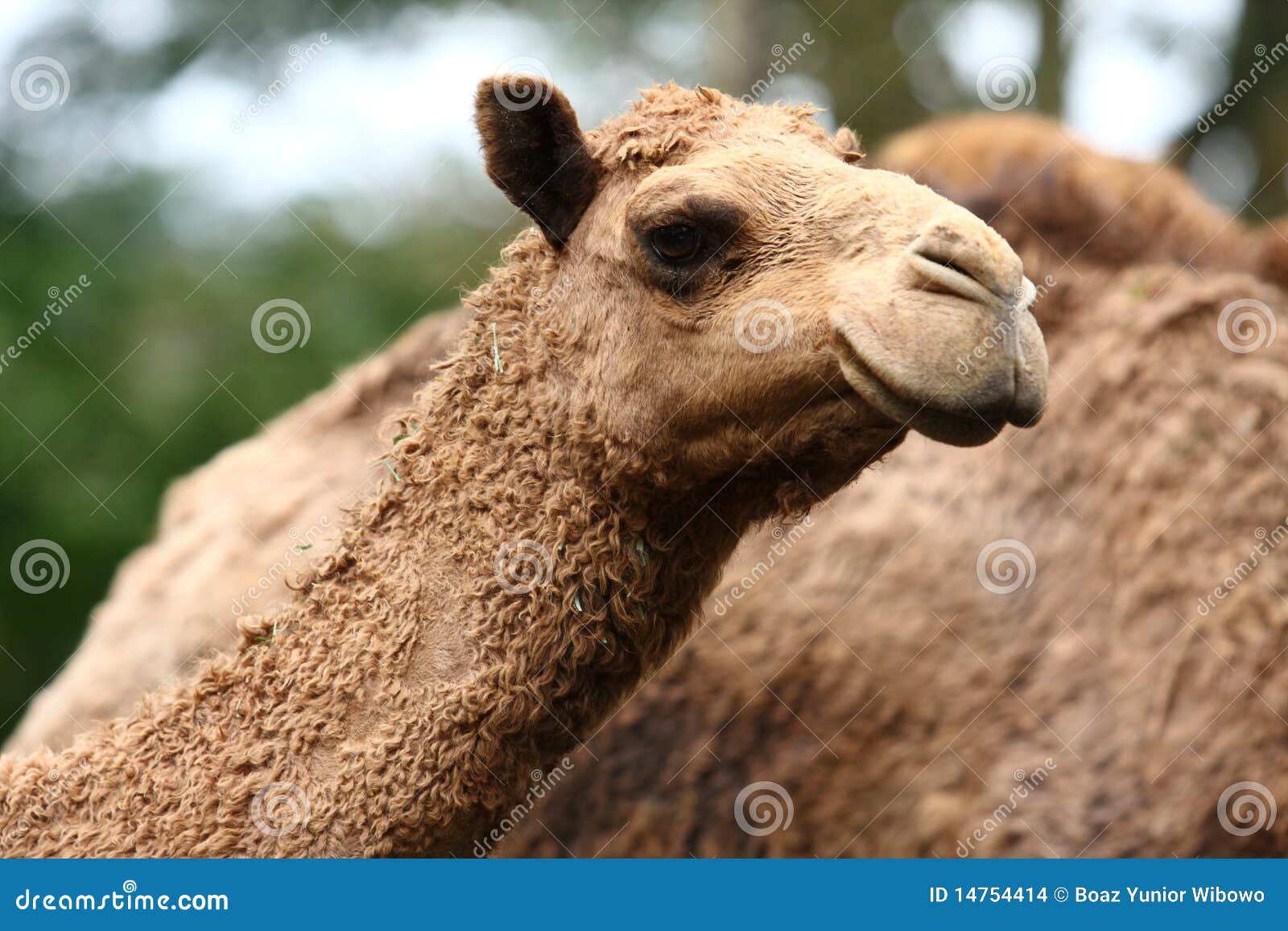 a diarie that has a picture of a camel a diarie that has a picture of a camel