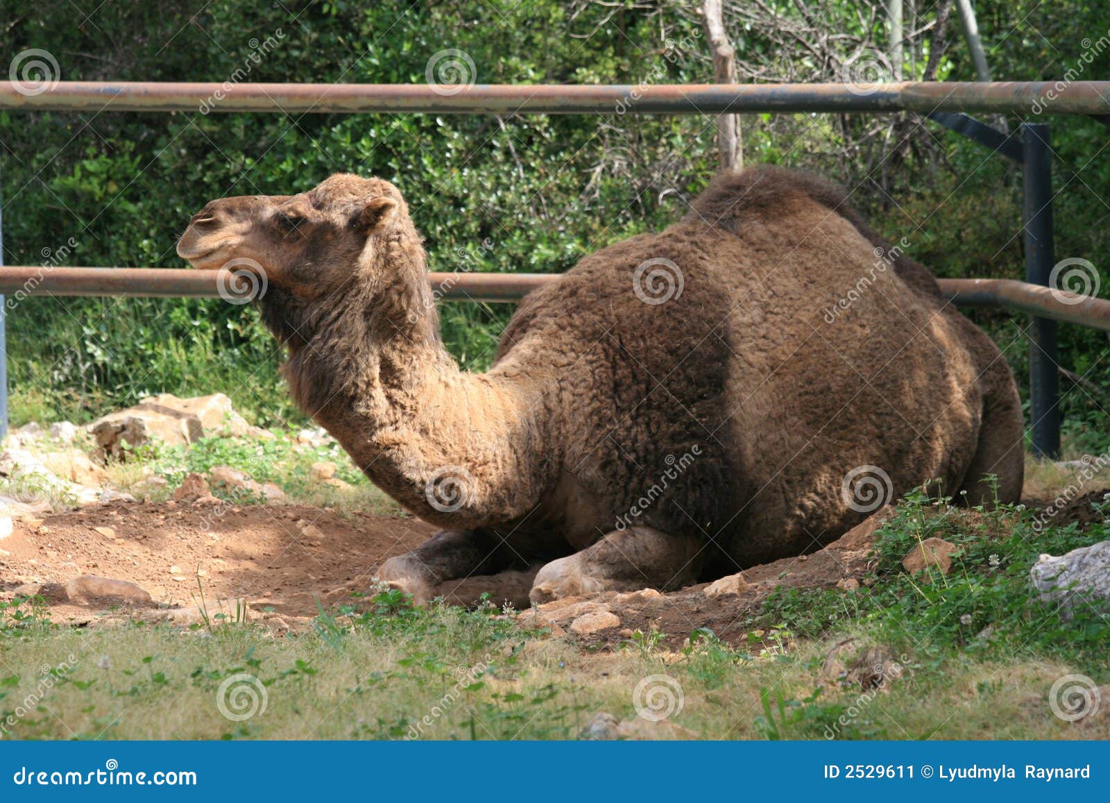 Arabian One-humped Camel, Camelus Dromedarius In An African Savanna