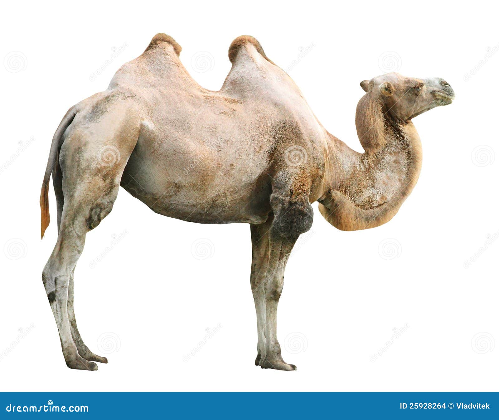 the camel.