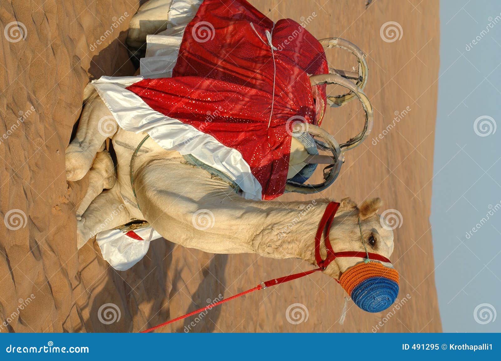 Camel stock image. Image of trips, deserts, travel, tour ...