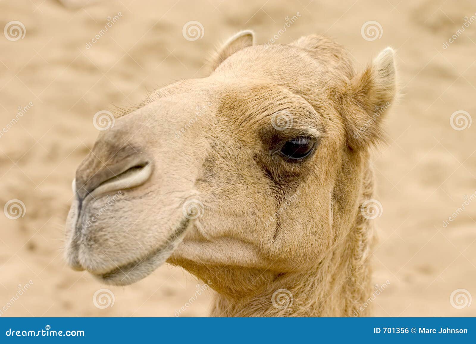 the camel.