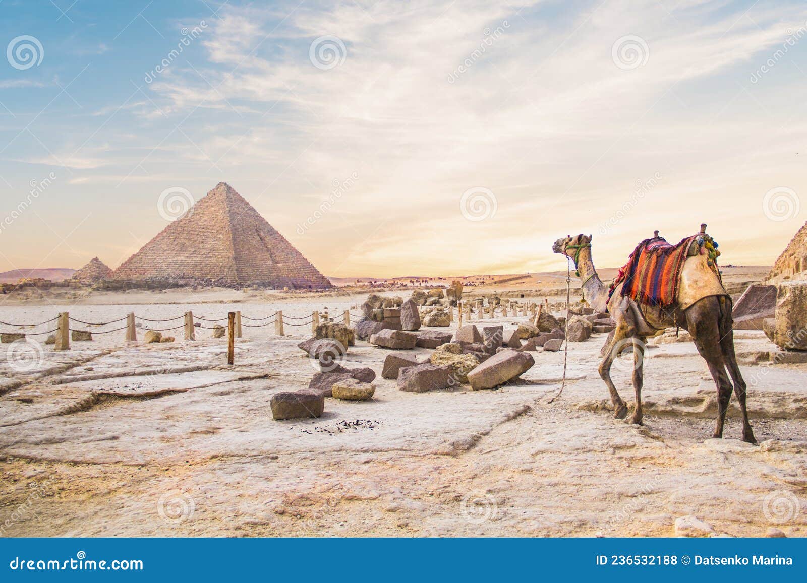 camel against the background of the pyramids of the pharaohs cheops, khafren and mikerin in giza