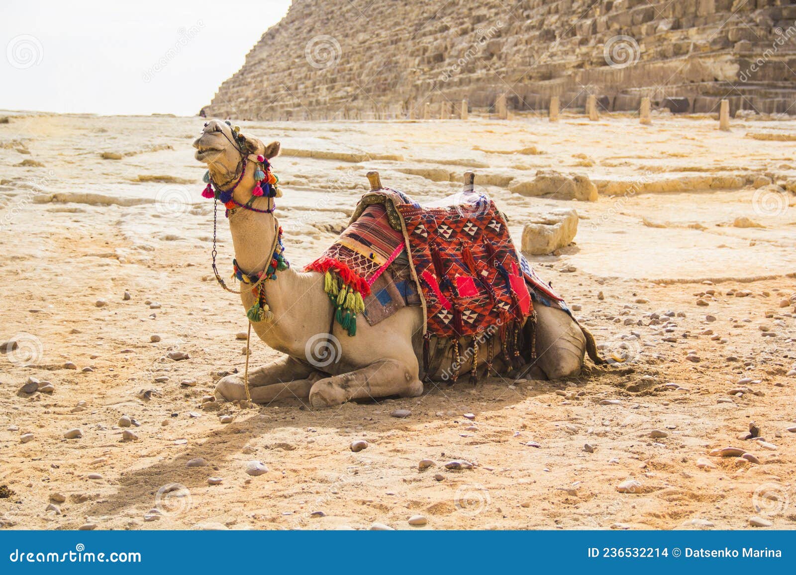 camel against the background of the pyramids of the pharaohs cheops, khafren and mikerin in giza