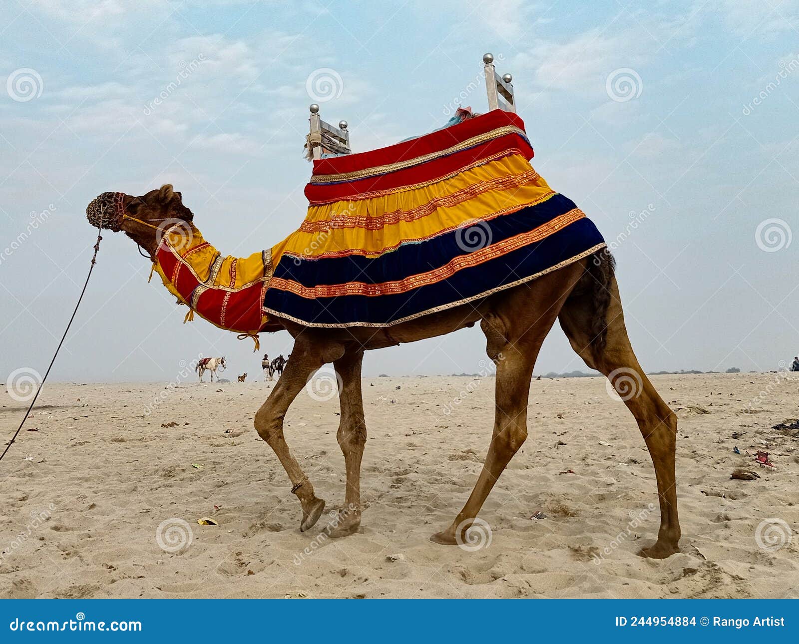 Camel Ar Pushpar Mela Camel Ride Stock Photo Image of sahara, animal