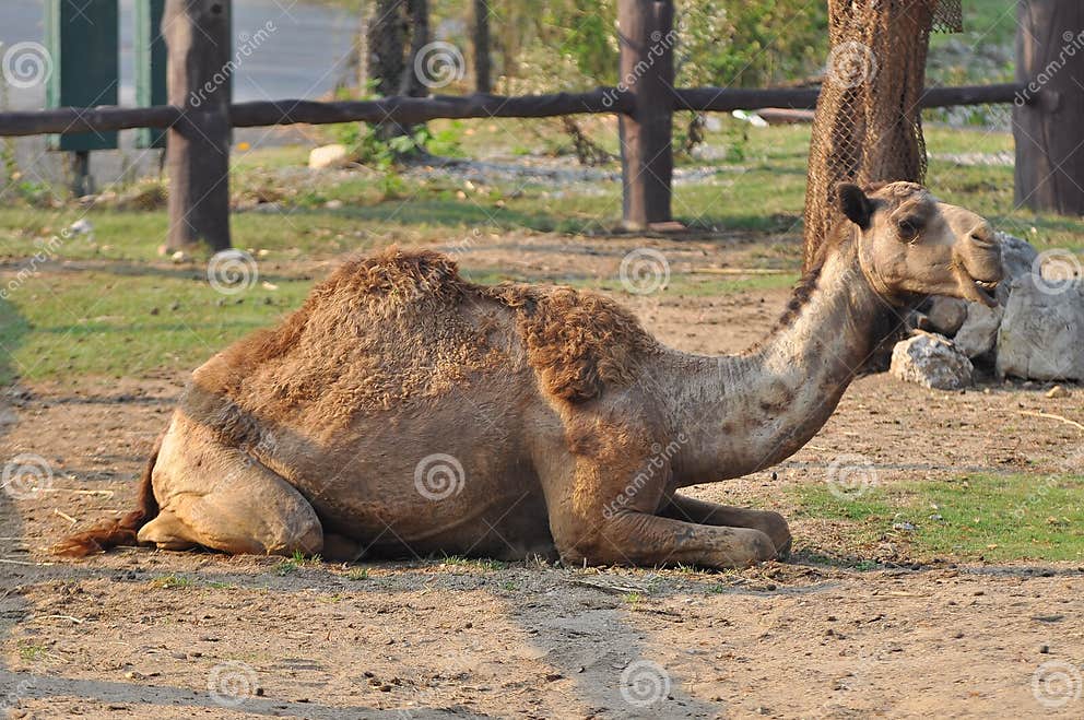 Camel stock photo. Image of bedouin, blue, africa, dune - 30535908