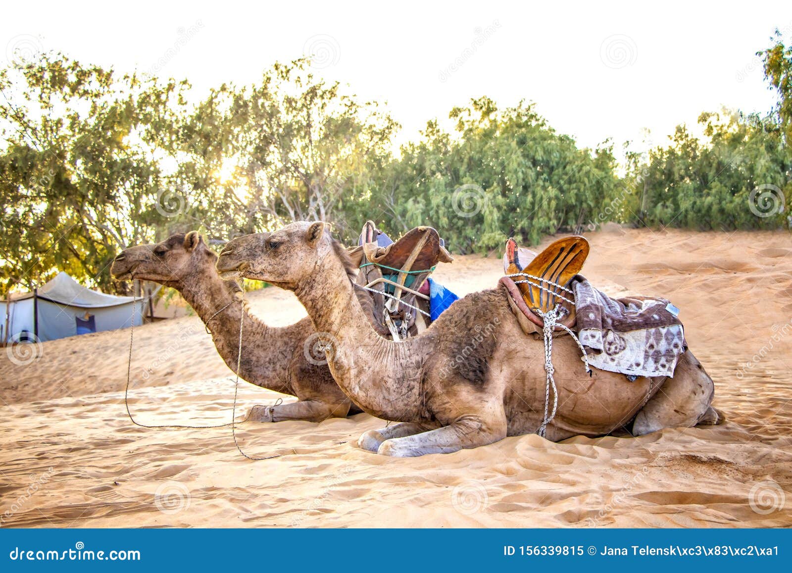 Camel Caravan in the Sahara of Morocco. Animals Lie on Sand Dunes and