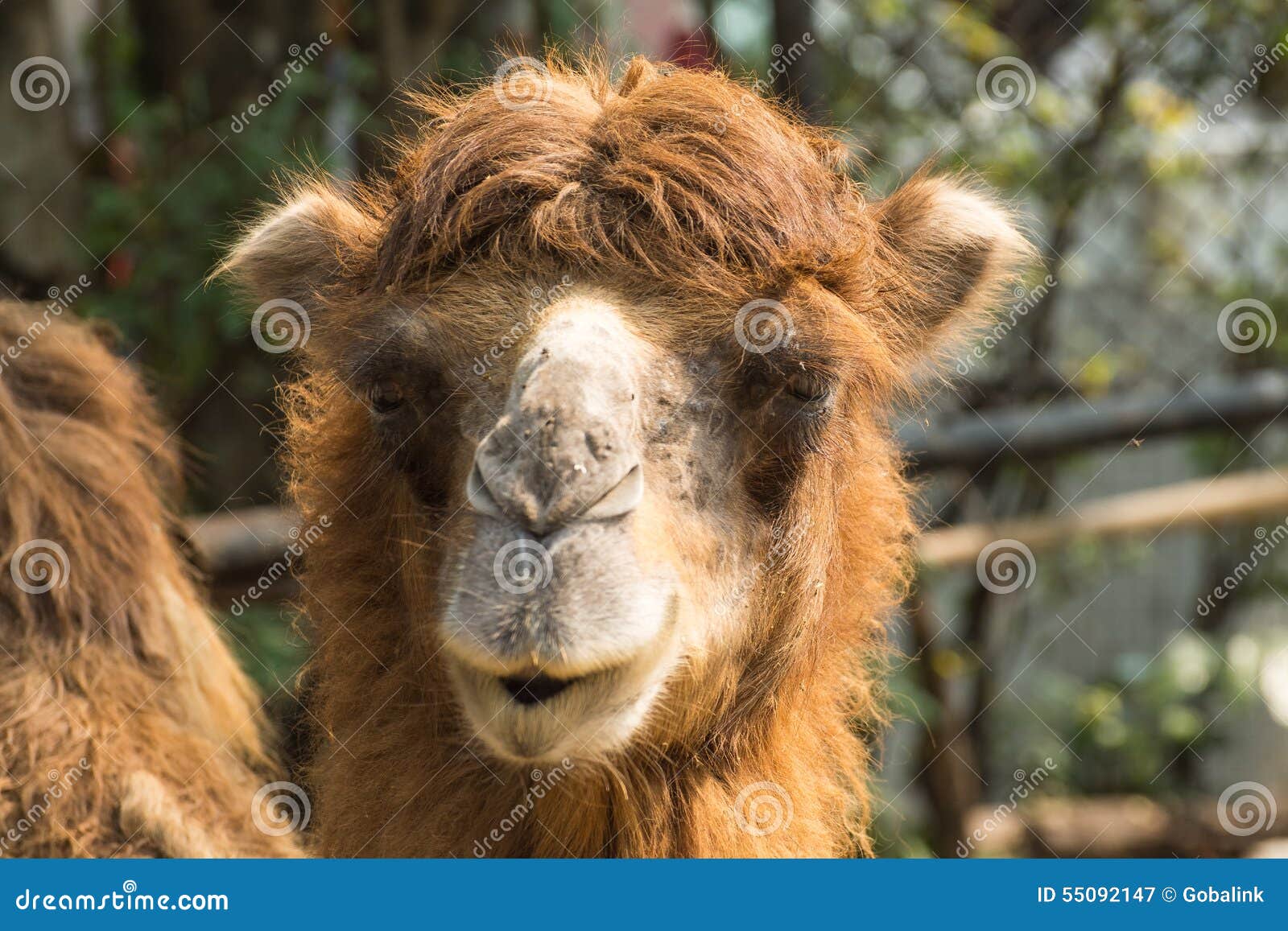 Camel stock image. Image of animal, look, camel, hair - 55092147 Camel stock image. Image of animal, look, camel, hair - 55092147