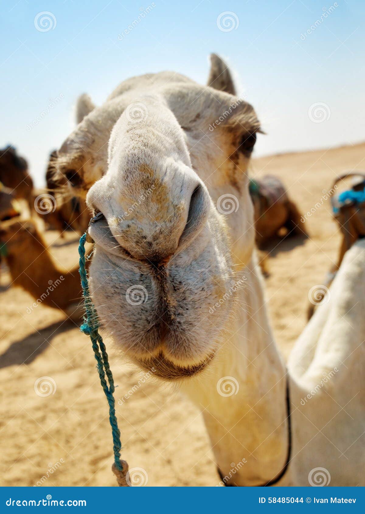 Camel close up stock photo. Image of sahara, head, sunny - 58485044