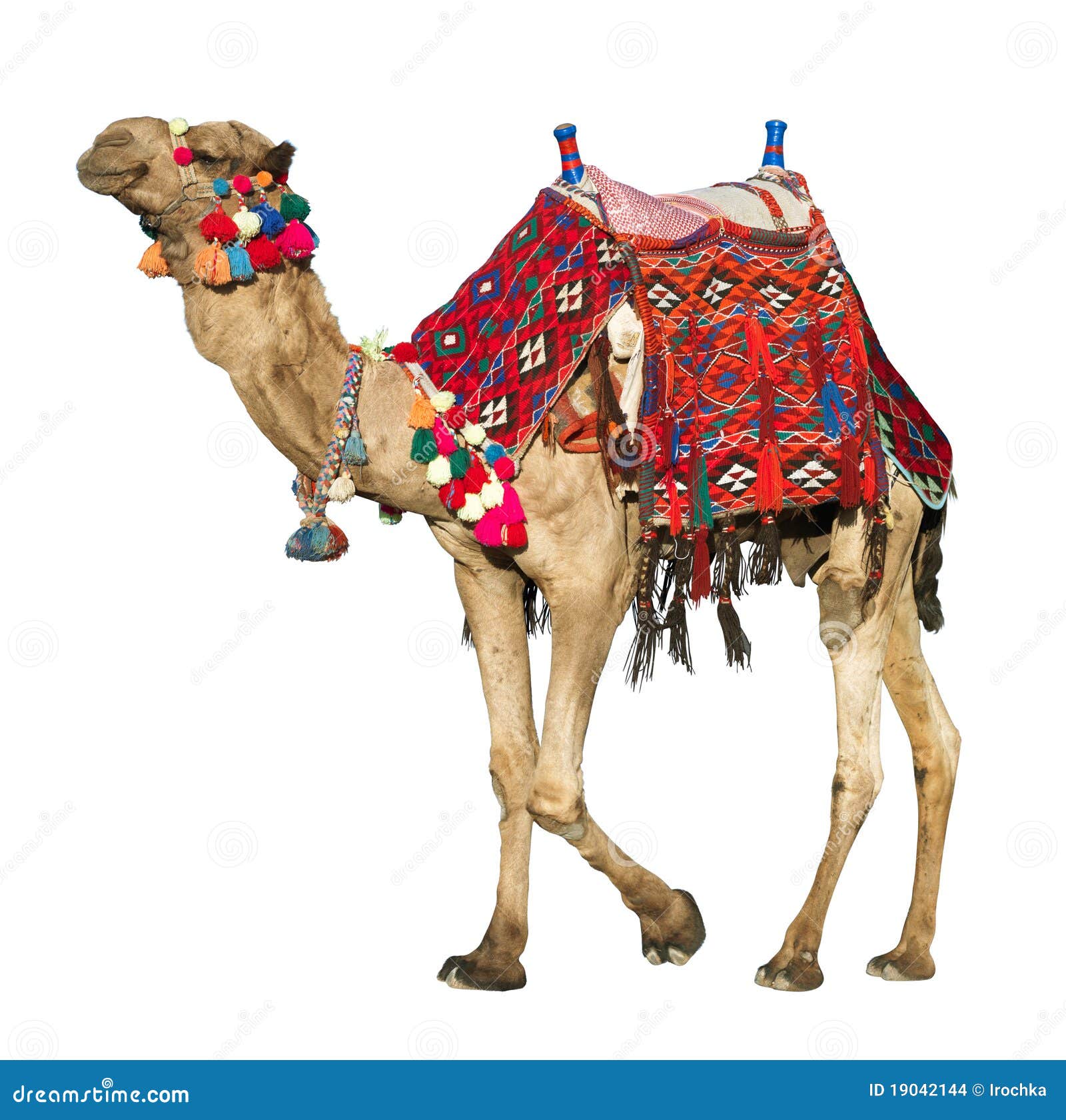 camel with colorful saddle