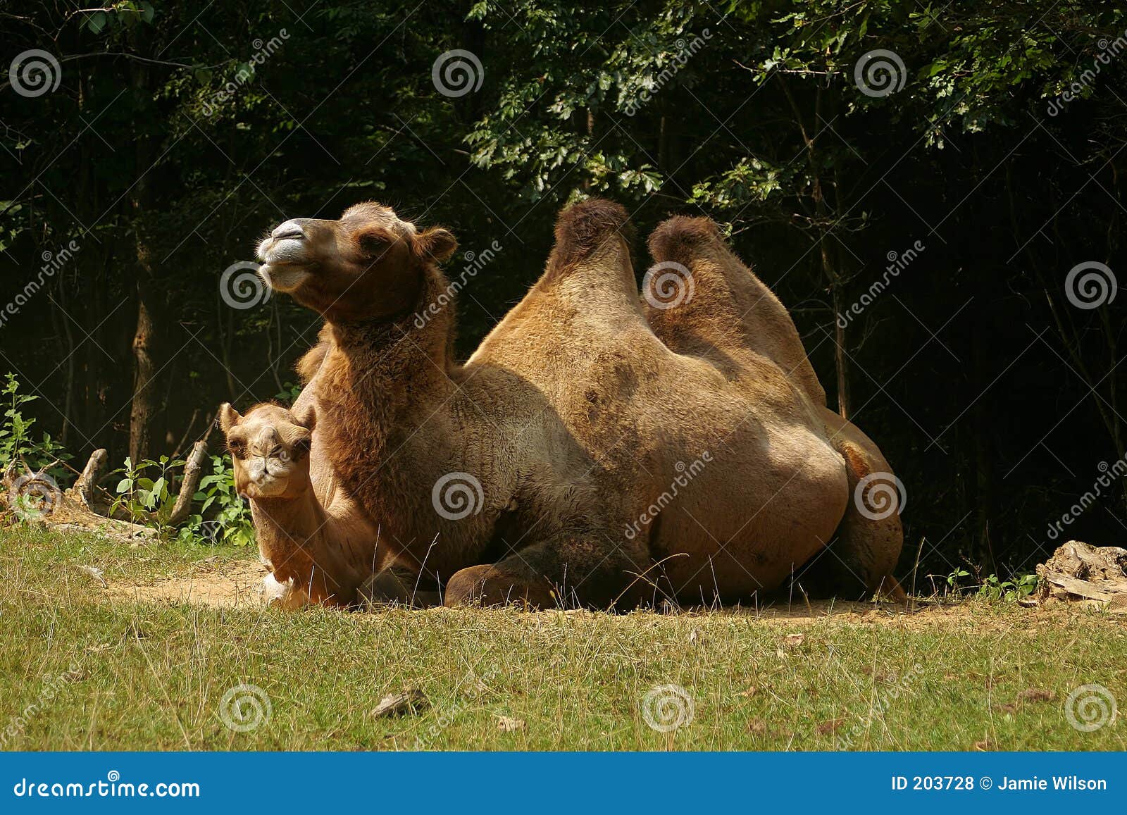 Camel Couple stock photo. Image of couple, laying, outside - 203728