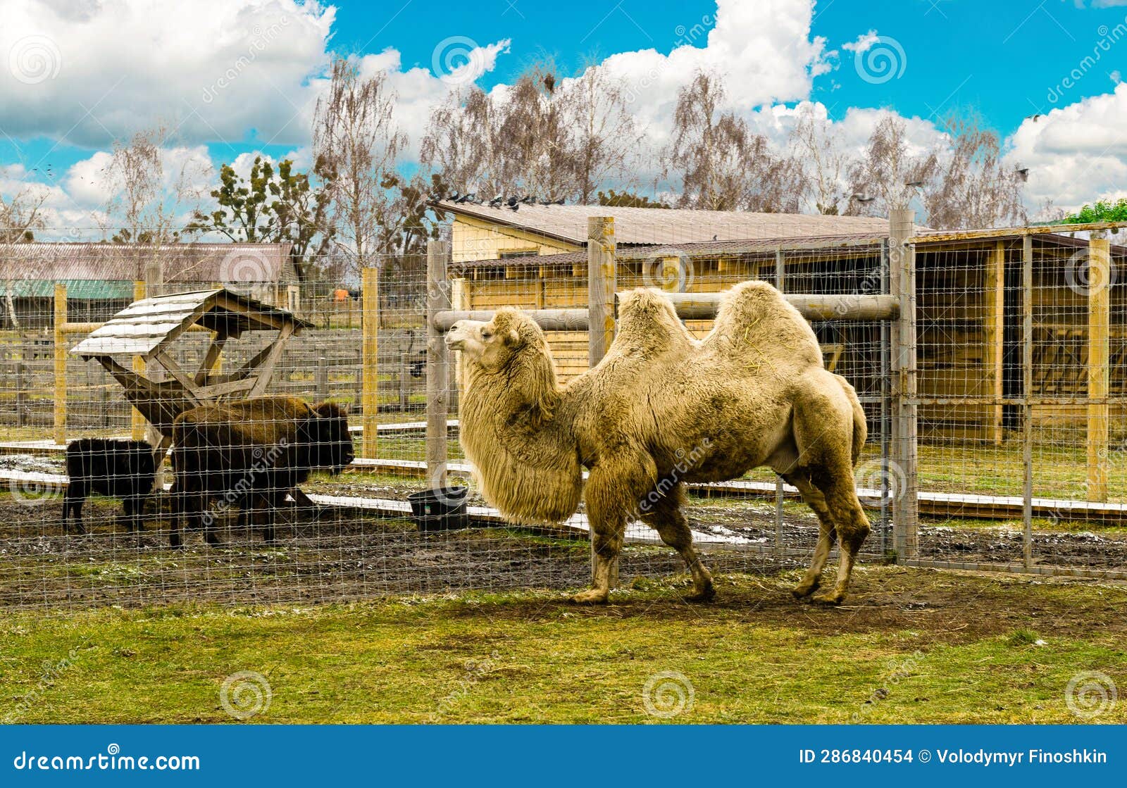 Camel in the Courtyard. the Camel Stands in the Barnyard. Stock Photo