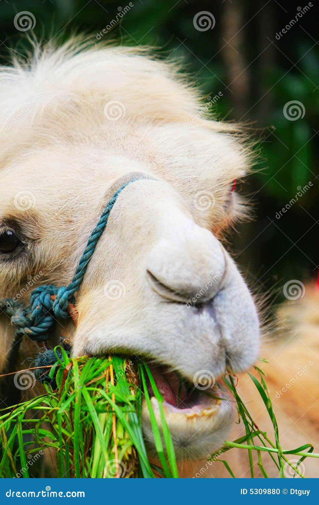 The camel eat grasses stock photo. Image of llama, attention 5309880
