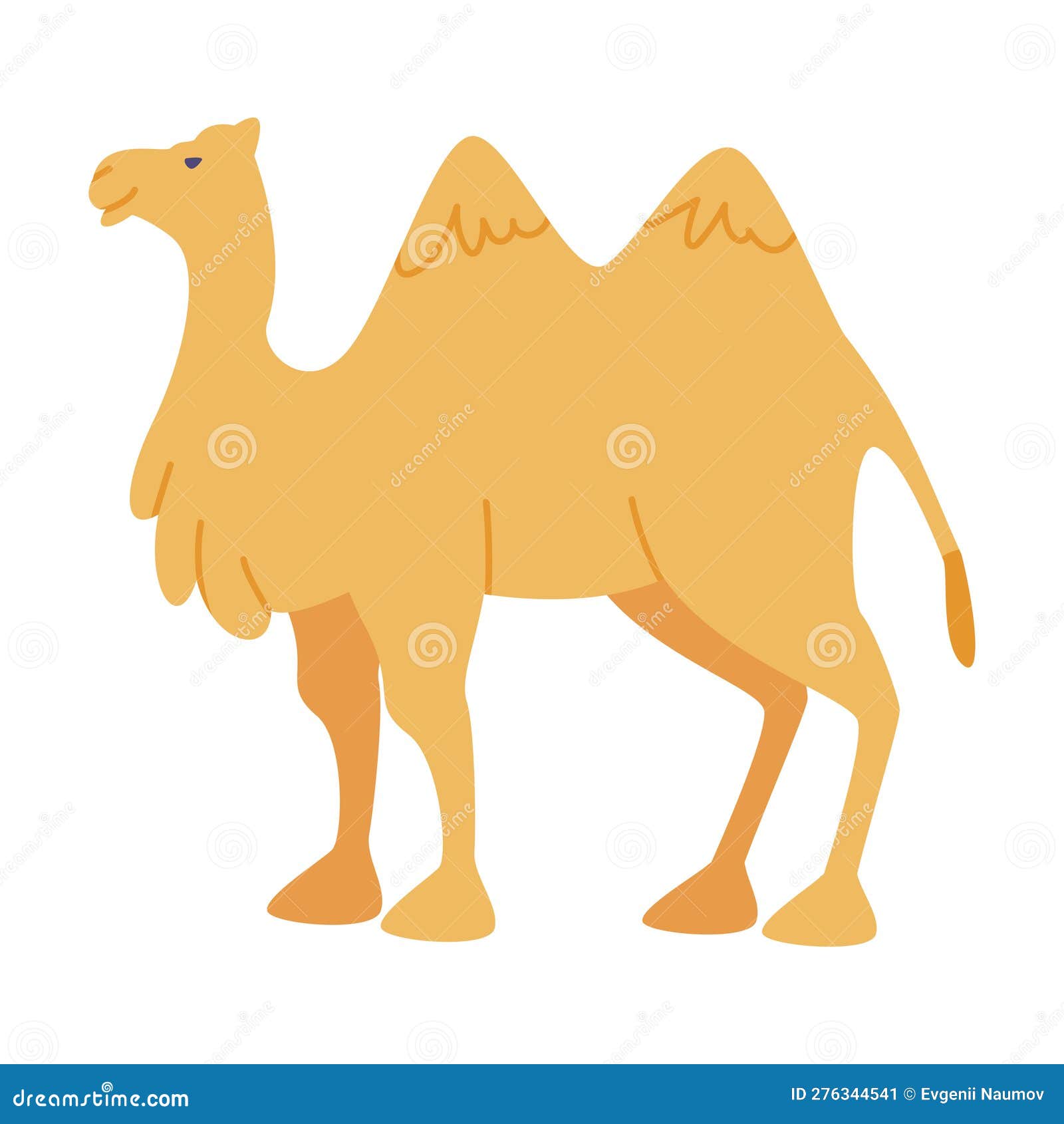 camel even-toed ungulate as traditional istanbul   